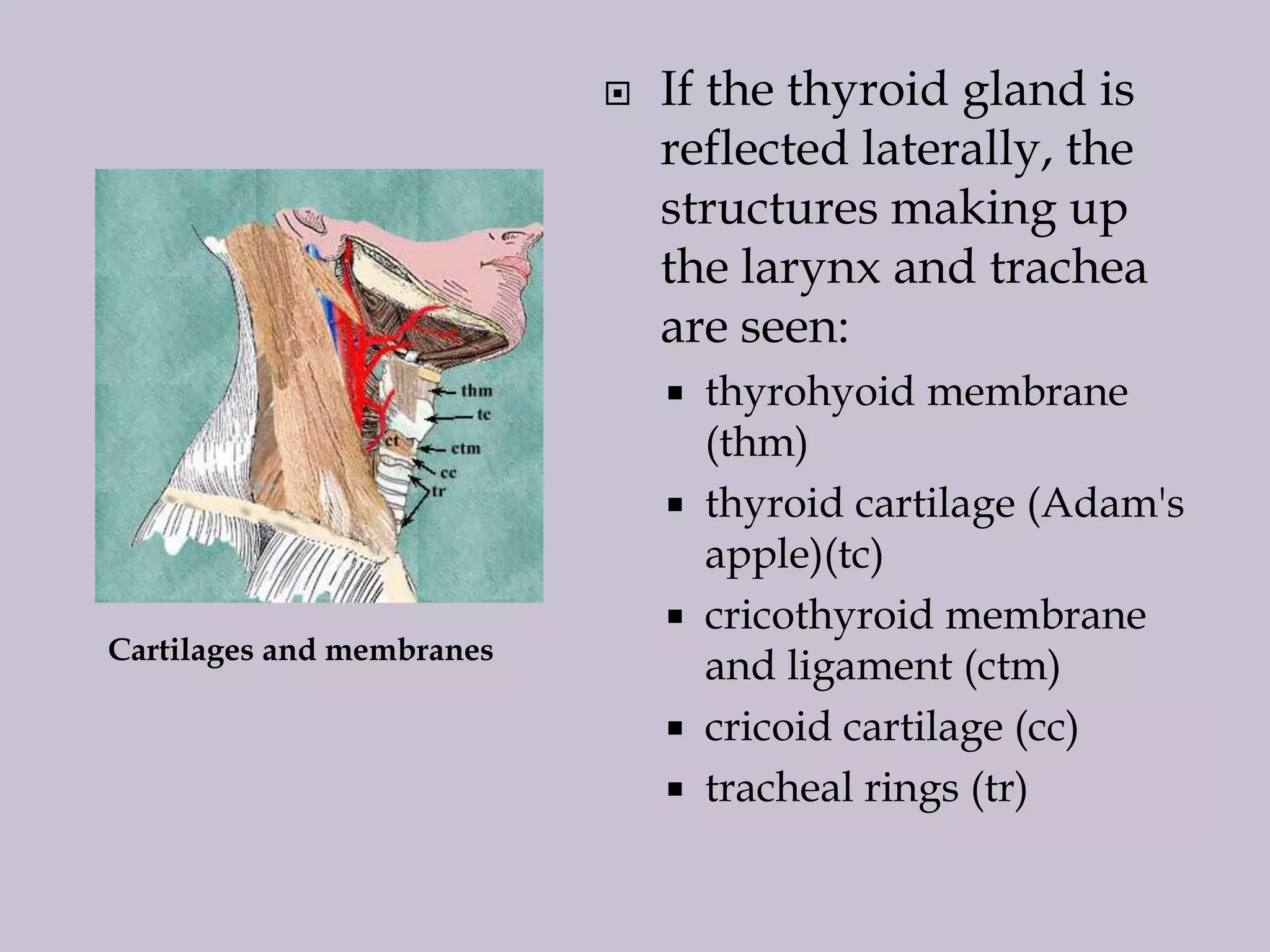 

If the thyroid gland is
reflected laterally, the
structures making up
the larynx and trachea
are seen:



Cartilages and membranes





thyrohyoid membrane
(thm)
thyroid cartilage (Adam's
apple)(tc)
cricothyroid membrane
and ligament (ctm)
cricoid cartilage (cc)
tracheal rings (tr)

 