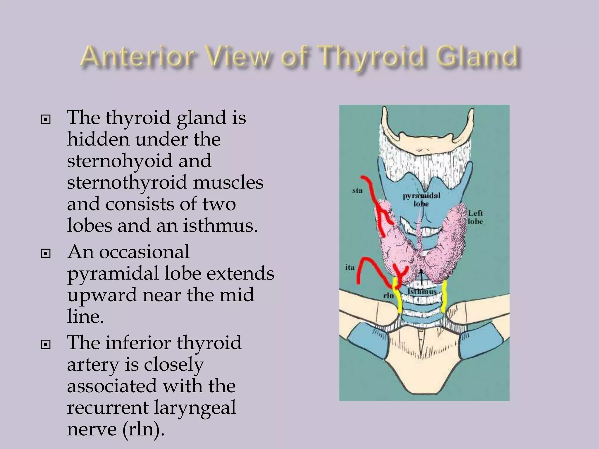 





The thyroid gland is
hidden under the
sternohyoid and
sternothyroid muscles
and consists of two
lobes and an isthmus.
An occasional
pyramidal lobe extends
upward near the mid
line.
The inferior thyroid
artery is closely
associated with the
recurrent laryngeal
nerve (rln).

 