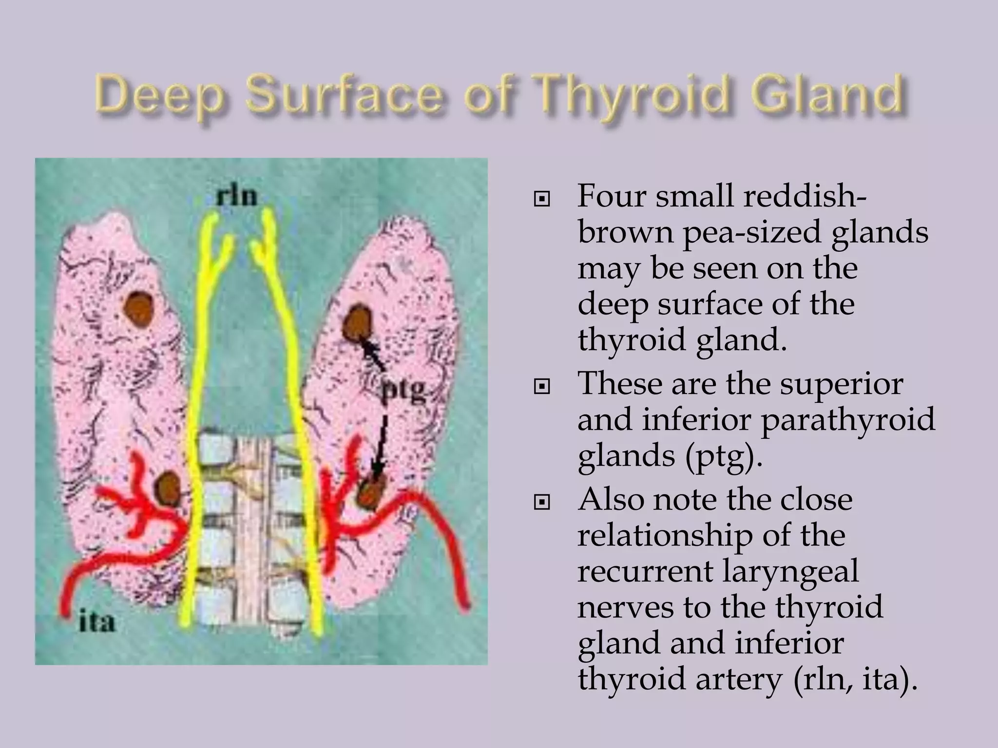 





Four small reddishbrown pea-sized glands
may be seen on the
deep surface of the
thyroid gland.
These are the superior
and inferior parathyroid
glands (ptg).
Also note the close
relationship of the
recurrent laryngeal
nerves to the thyroid
gland and inferior
thyroid artery (rln, ita).

 