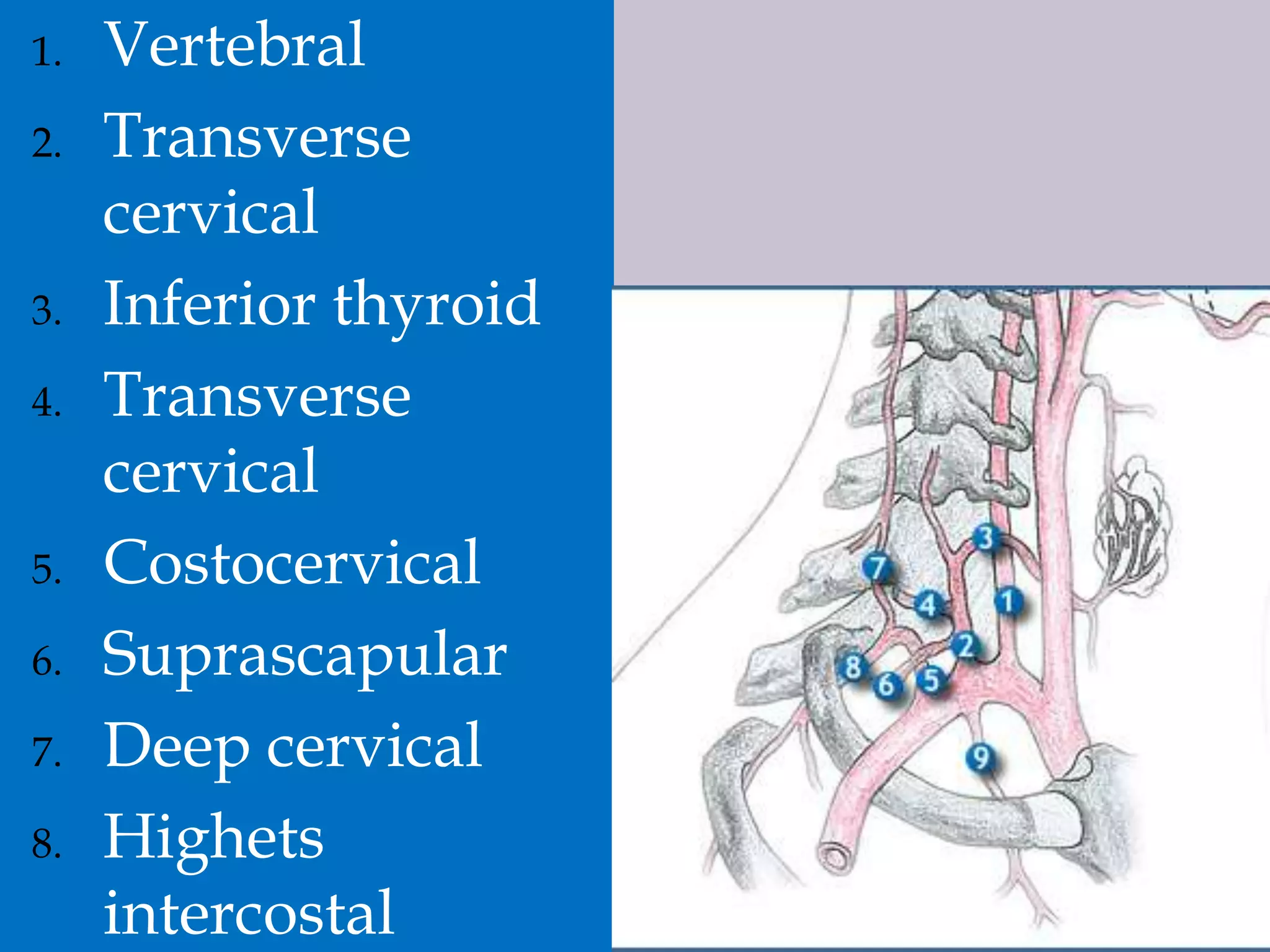 1.

2.

3.
4.

5.
6.
7.
8.

Vertebral
Transverse
cervical
Inferior thyroid
Transverse
cervical
Costocervical
Suprascapular
Deep cervical
Highets
intercostal

 