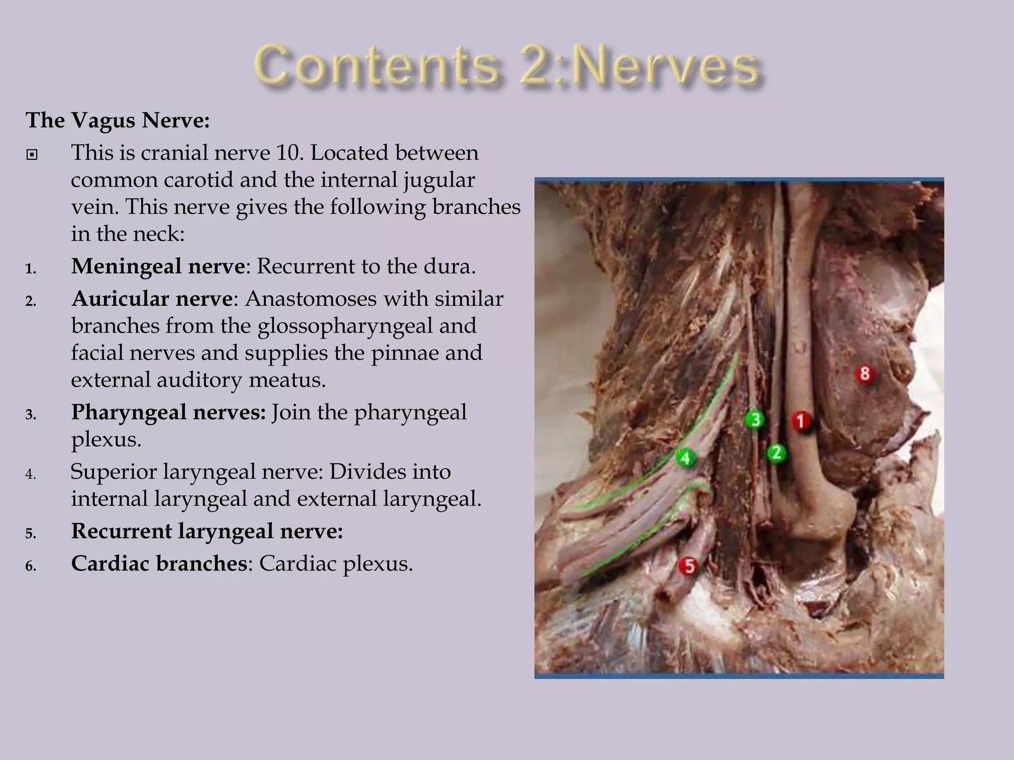 The Vagus Nerve:

This is cranial nerve 10. Located between
common carotid and the internal jugular
vein. This nerve gives the following branches
in the neck:
1.
Meningeal nerve: Recurrent to the dura.
2.
Auricular nerve: Anastomoses with similar
branches from the glossopharyngeal and
facial nerves and supplies the pinnae and
external auditory meatus.
3.
Pharyngeal nerves: Join the pharyngeal
plexus.
4.
Superior laryngeal nerve: Divides into
internal laryngeal and external laryngeal.
5.
Recurrent laryngeal nerve:
6.
Cardiac branches: Cardiac plexus.

 
