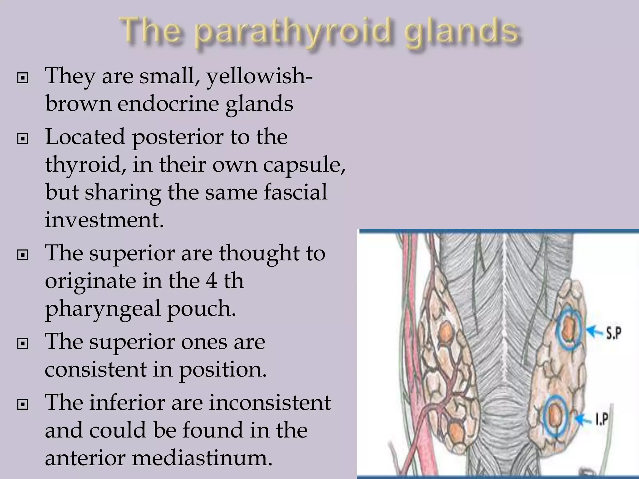 









They are small, yellowishbrown endocrine glands
Located posterior to the
thyroid, in their own capsule,
but sharing the same fascial
investment.
The superior are thought to
originate in the 4 th
pharyngeal pouch.
The superior ones are
consistent in position.
The inferior are inconsistent
and could be found in the
anterior mediastinum.

 