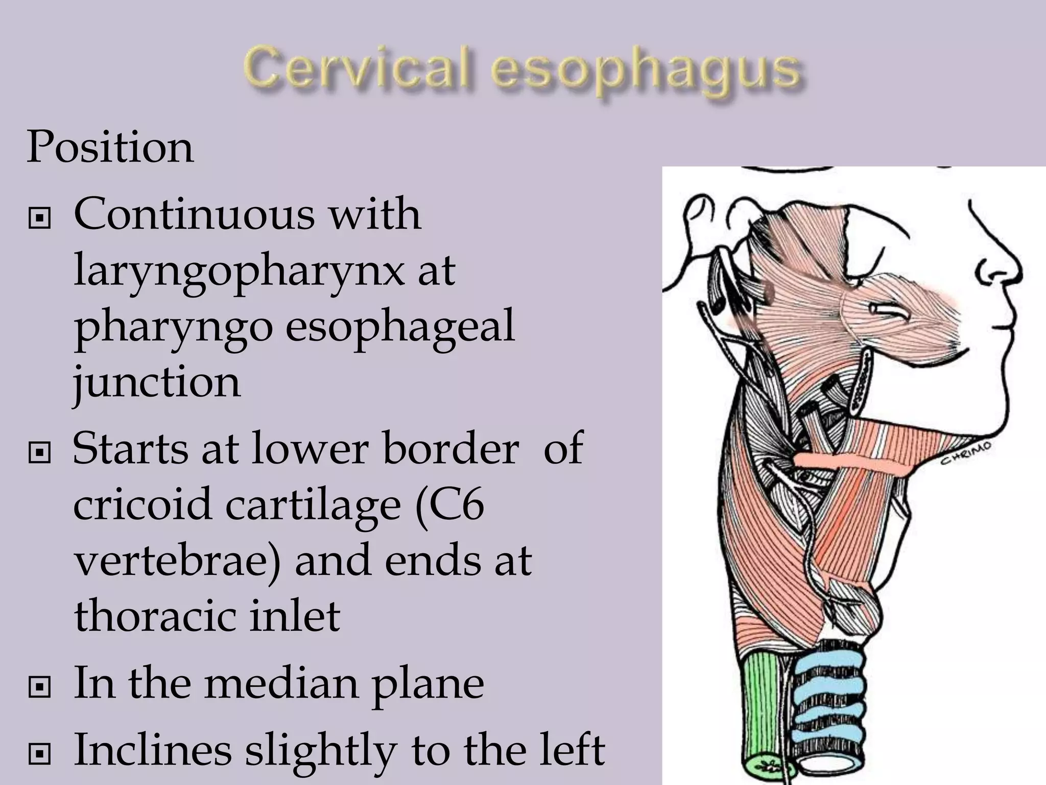 Position
 Continuous with
laryngopharynx at
pharyngo esophageal
junction
 Starts at lower border of
cricoid cartilage (C6
vertebrae) and ends at
thoracic inlet
 In the median plane
 Inclines slightly to the left

 