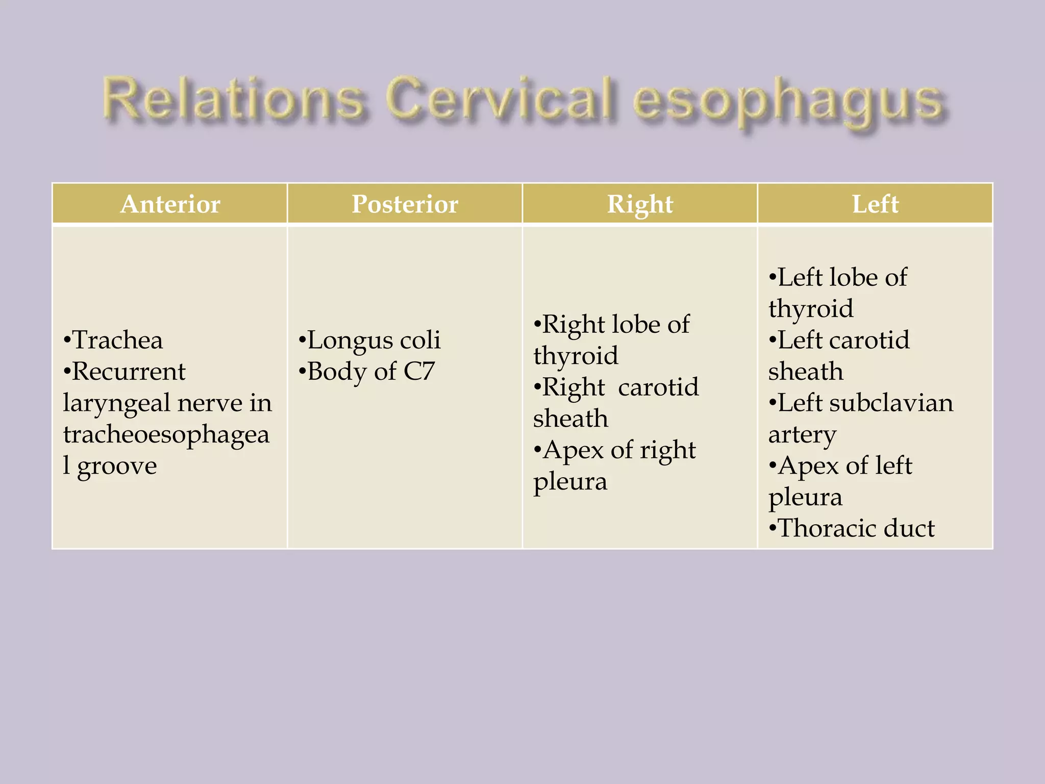 Anterior

Posterior

•Trachea
•Longus coli
•Recurrent
•Body of C7
laryngeal nerve in
tracheoesophagea
l groove

Right

•Right lobe of
thyroid
•Right carotid
sheath
•Apex of right
pleura

Left
•Left lobe of
thyroid
•Left carotid
sheath
•Left subclavian
artery
•Apex of left
pleura
•Thoracic duct

 