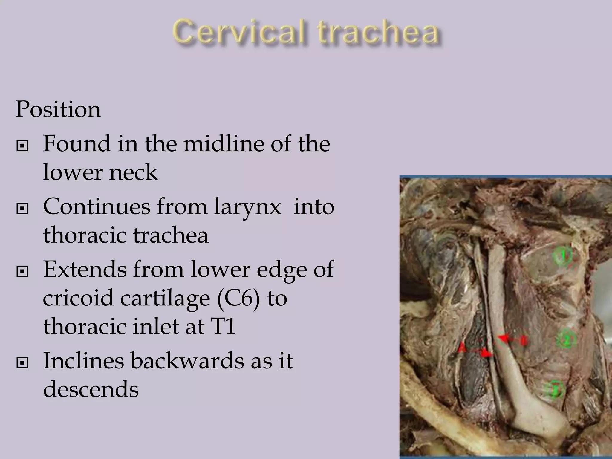 Position
 Found in the midline of the
lower neck
 Continues from larynx into
thoracic trachea
 Extends from lower edge of
cricoid cartilage (C6) to
thoracic inlet at T1
 Inclines backwards as it
descends

 