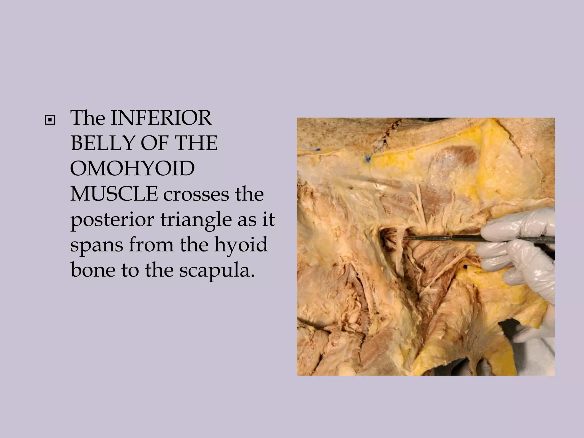 

The INFERIOR
BELLY OF THE
OMOHYOID
MUSCLE crosses the
posterior triangle as it
spans from the hyoid
bone to the scapula.

 