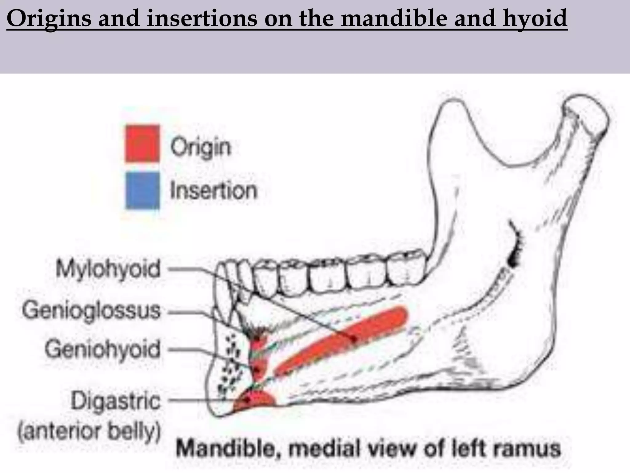 Origins and insertions on the mandible and hyoid

 