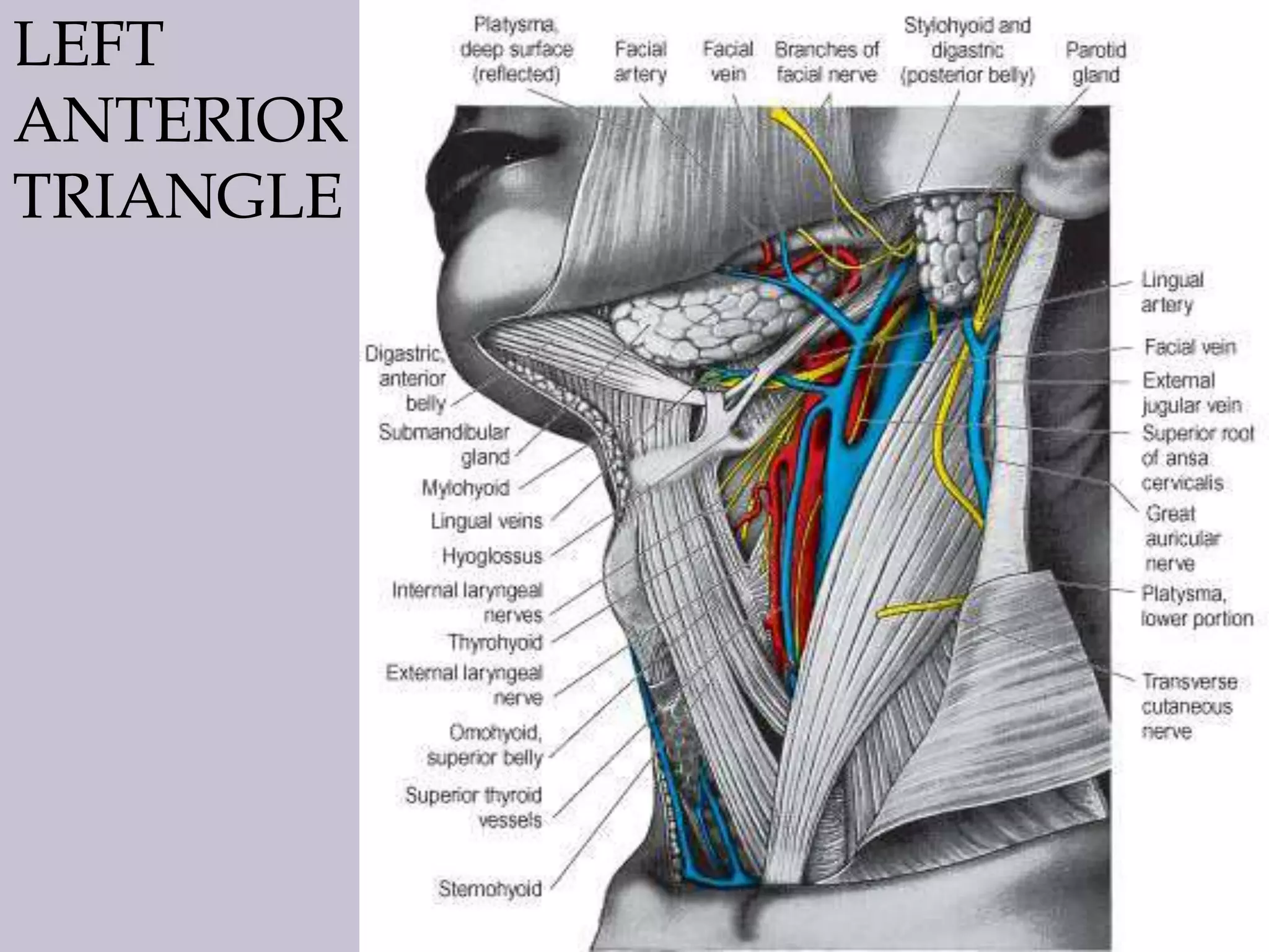 LEFT
ANTERIOR
TRIANGLE

 