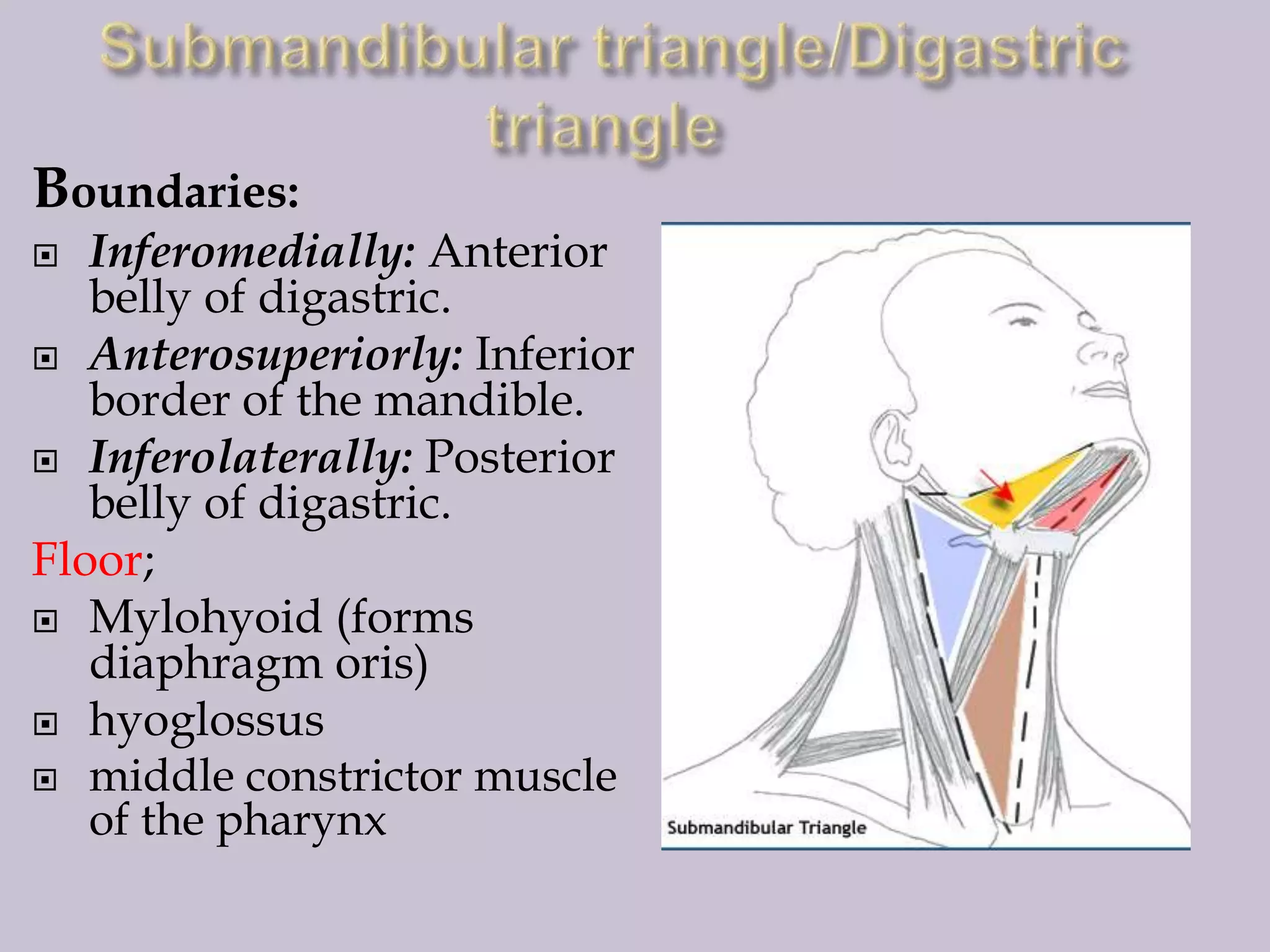 Boundaries:
Inferomedially: Anterior
belly of digastric.
 Anterosuperiorly: Inferior
border of the mandible.
 Inferolaterally: Posterior
belly of digastric.
Floor;
 Mylohyoid (forms
diaphragm oris)
 hyoglossus
 middle constrictor muscle
of the pharynx


 
