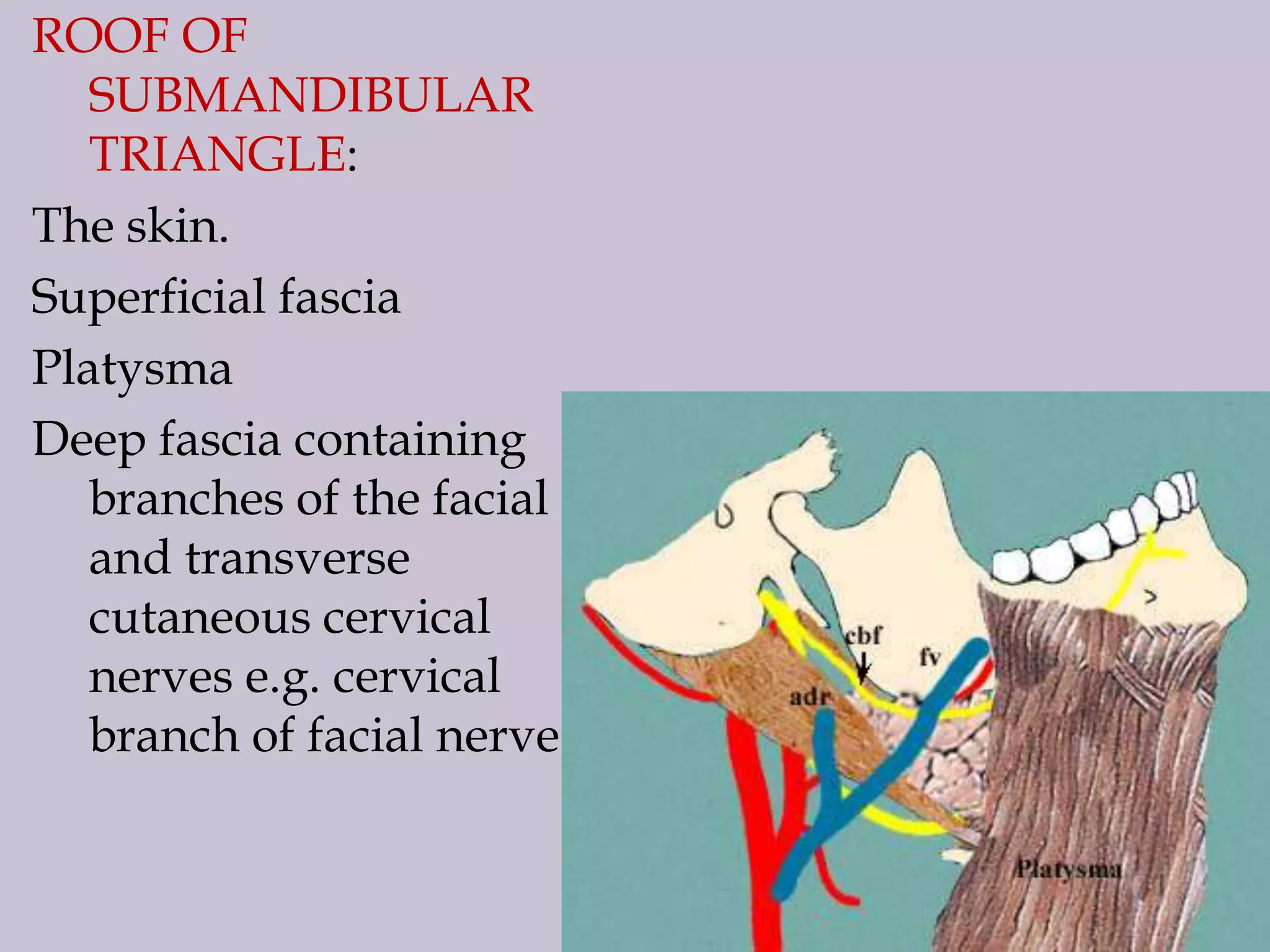 ROOF OF
SUBMANDIBULAR
TRIANGLE:
The skin.
Superficial fascia
Platysma
Deep fascia containing
branches of the facial
and transverse
cutaneous cervical
nerves e.g. cervical
branch of facial nerve

 