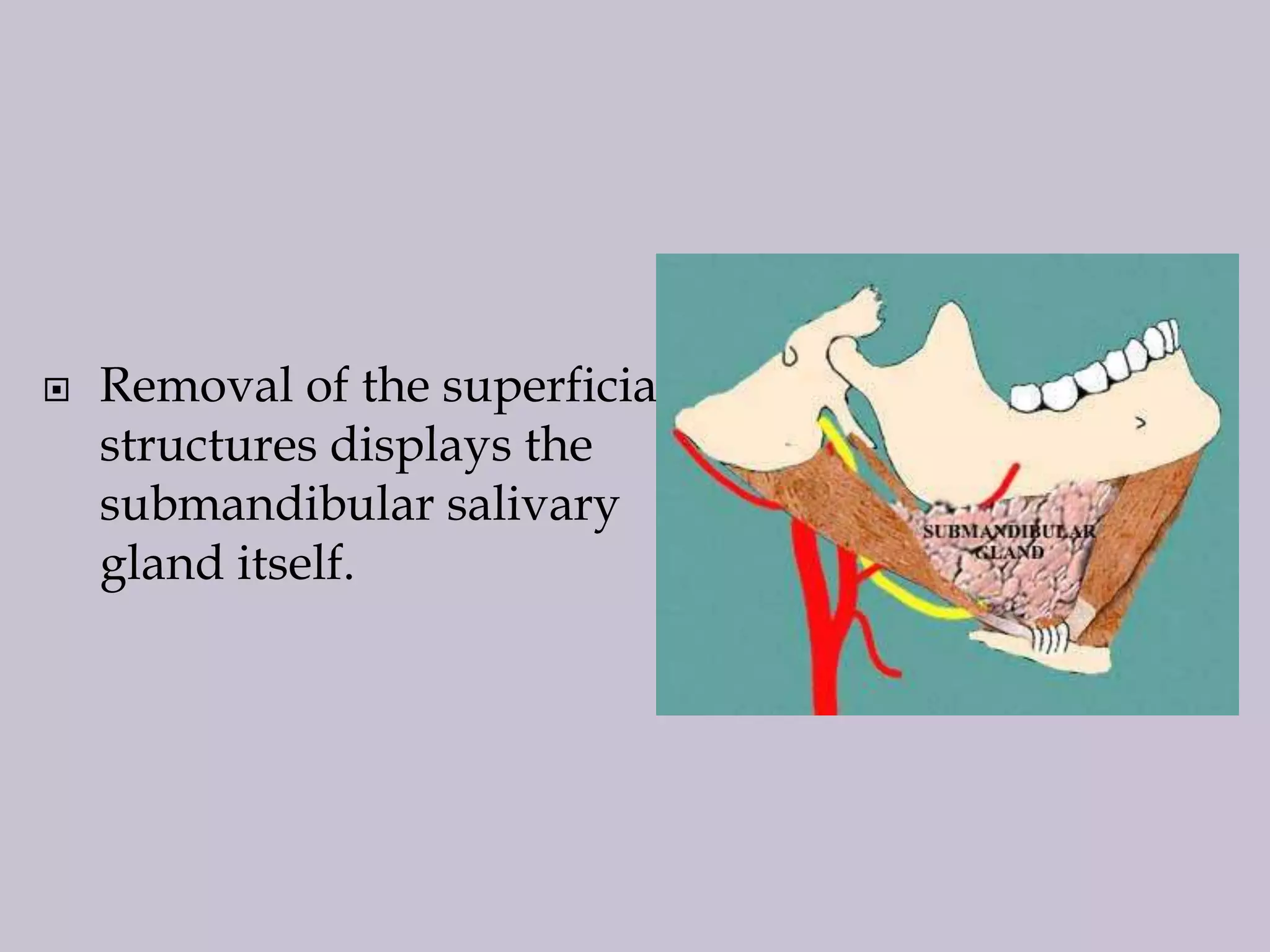 

Removal of the superficial
structures displays the
submandibular salivary
gland itself.

 