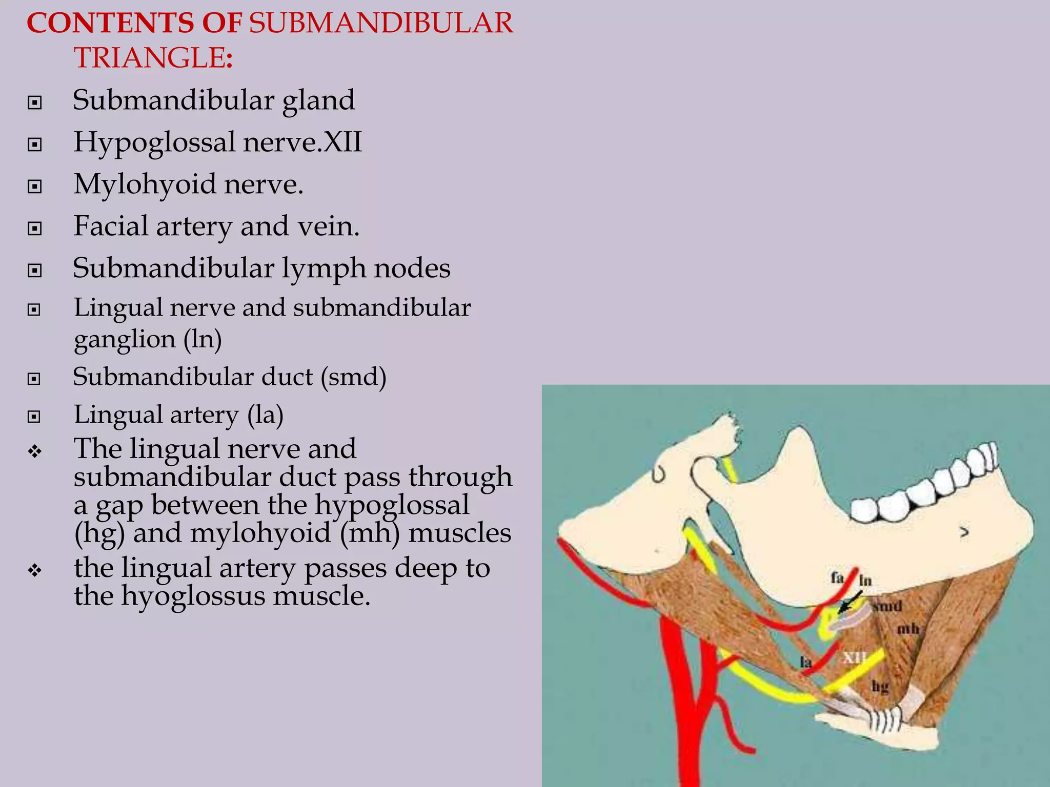 CONTENTS OF SUBMANDIBULAR
TRIANGLE:

Submandibular gland

Hypoglossal nerve.XII

Mylohyoid nerve.

Facial artery and vein.

Submandibular lymph nodes









Lingual nerve and submandibular
ganglion (ln)
Submandibular duct (smd)
Lingual artery (la)

The lingual nerve and
submandibular duct pass through
a gap between the hypoglossal
(hg) and mylohyoid (mh) muscles
the lingual artery passes deep to
the hyoglossus muscle.

 