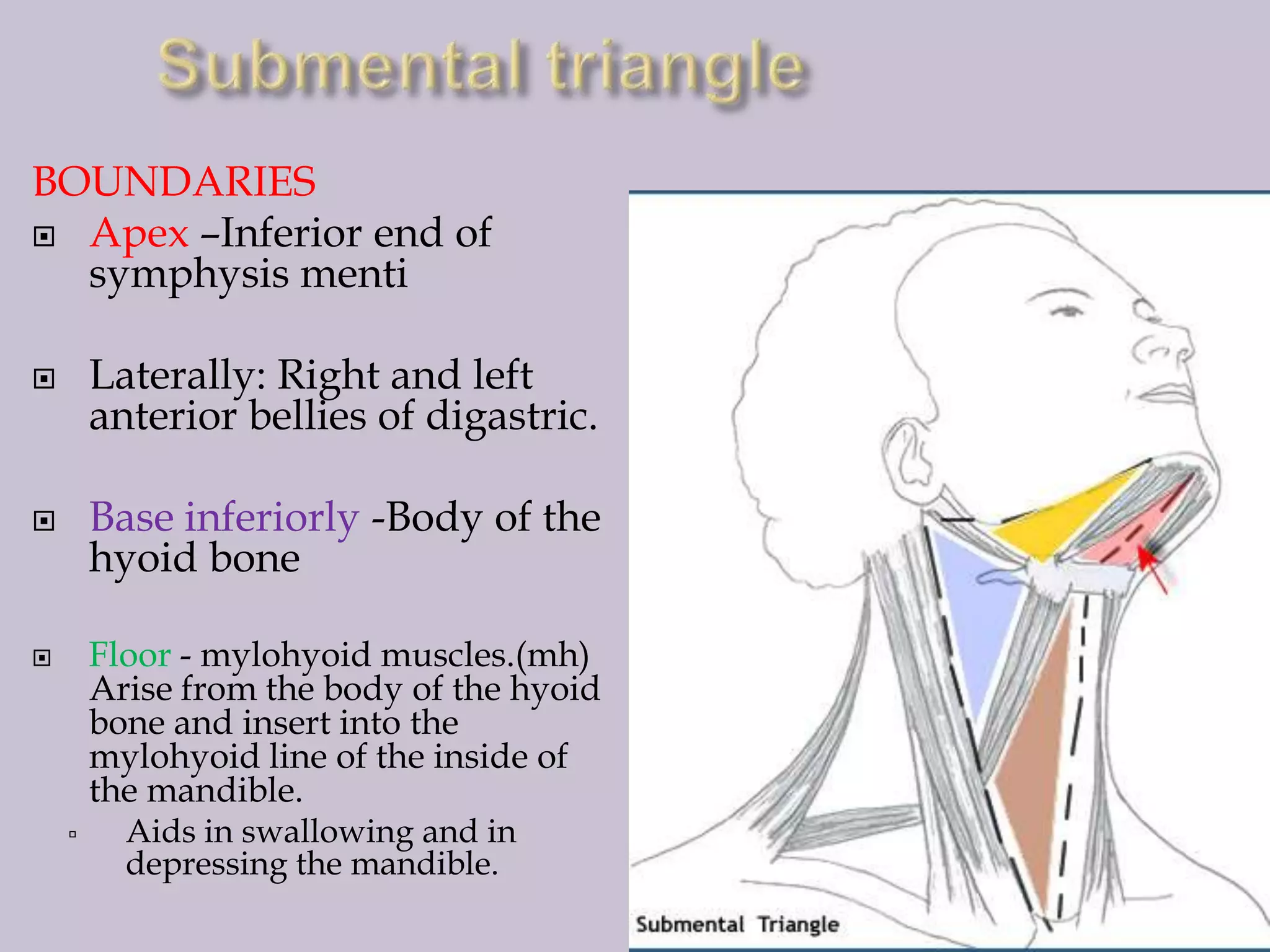 BOUNDARIES
 Apex –Inferior end of
symphysis menti
Laterally: Right and left
anterior bellies of digastric.



Base inferiorly -Body of the
hyoid bone



Floor - mylohyoid muscles.(mh)
Arise from the body of the hyoid
bone and insert into the
mylohyoid line of the inside of
the mandible.





Aids in swallowing and in
depressing the mandible.

 