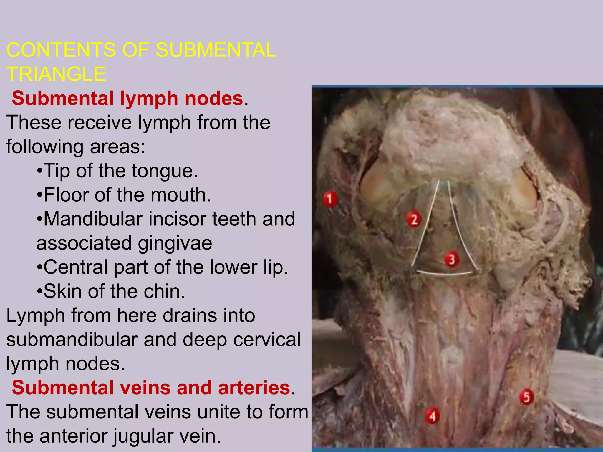CONTENTS OF SUBMENTAL
TRIANGLE
Submental lymph nodes.
These receive lymph from the
following areas:
•Tip of the tongue.
•Floor of the mouth.
•Mandibular incisor teeth and
associated gingivae
•Central part of the lower lip.
•Skin of the chin.
Lymph from here drains into
submandibular and deep cervical
lymph nodes.
Submental veins and arteries.
The submental veins unite to form
the anterior jugular vein.

 