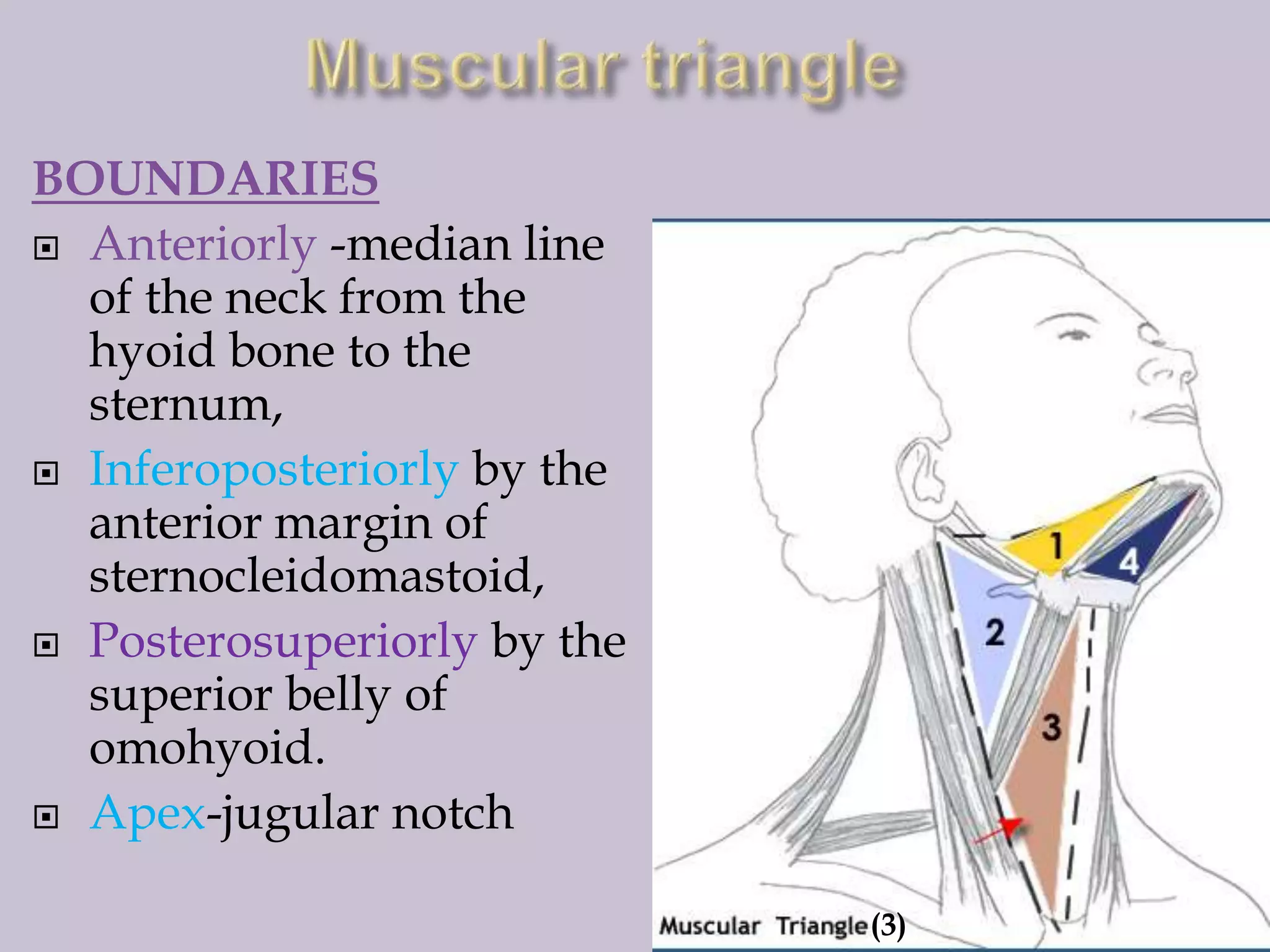 BOUNDARIES
 Anteriorly -median line
of the neck from the
hyoid bone to the
sternum,
 Inferoposteriorly by the
anterior margin of
sternocleidomastoid,
 Posterosuperiorly by the
superior belly of
omohyoid.
 Apex-jugular notch
(3)

 