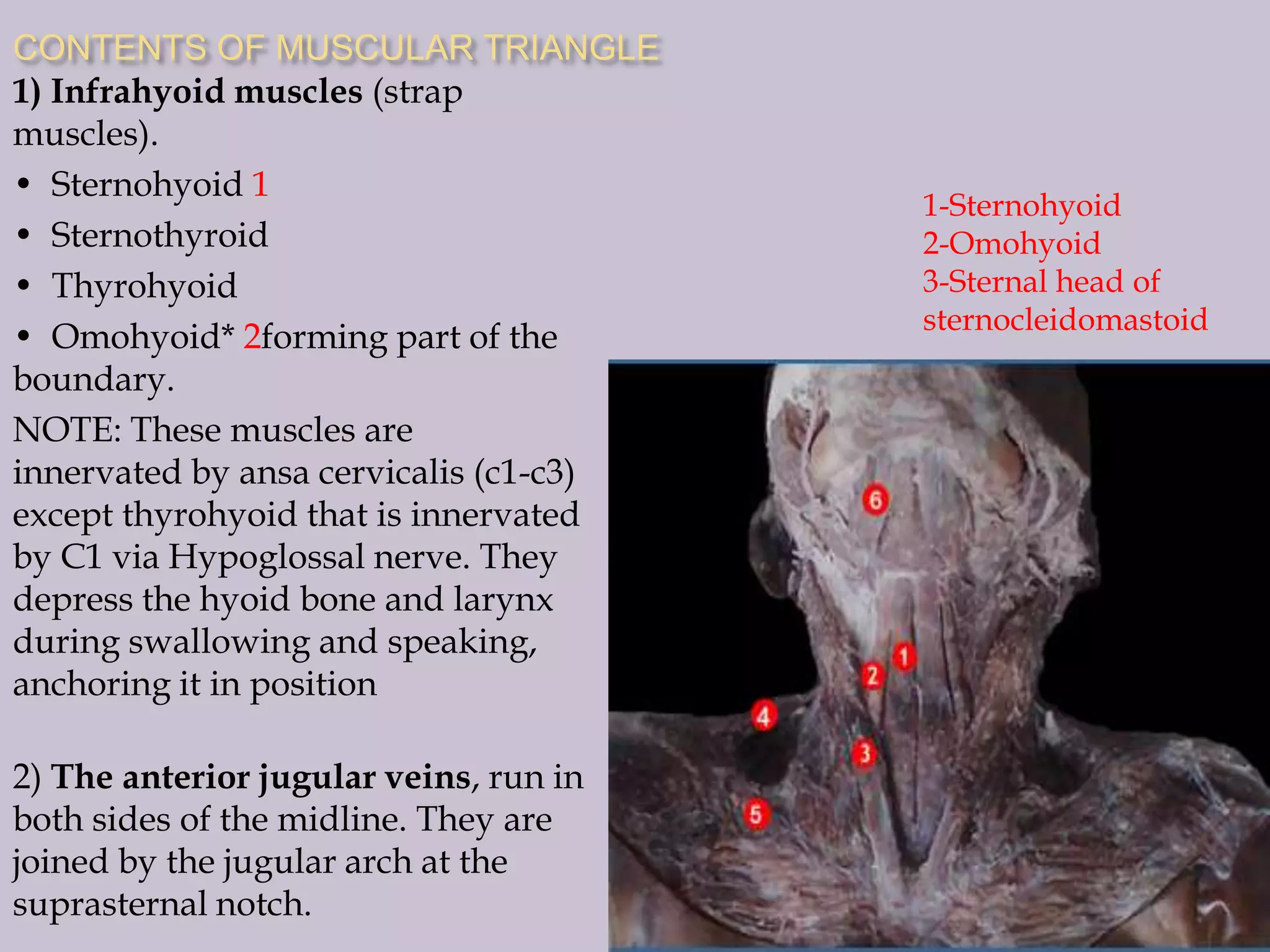 CONTENTS OF MUSCULAR TRIANGLE
1) Infrahyoid muscles (strap
muscles).
• Sternohyoid 1
• Sternothyroid
• Thyrohyoid
• Omohyoid* 2forming part of the
boundary.
NOTE: These muscles are
innervated by ansa cervicalis (c1-c3)
except thyrohyoid that is innervated
by C1 via Hypoglossal nerve. They
depress the hyoid bone and larynx
during swallowing and speaking,
anchoring it in position

2) The anterior jugular veins, run in
both sides of the midline. They are
joined by the jugular arch at the
suprasternal notch.

1-Sternohyoid
2-Omohyoid
3-Sternal head of
sternocleidomastoid

 