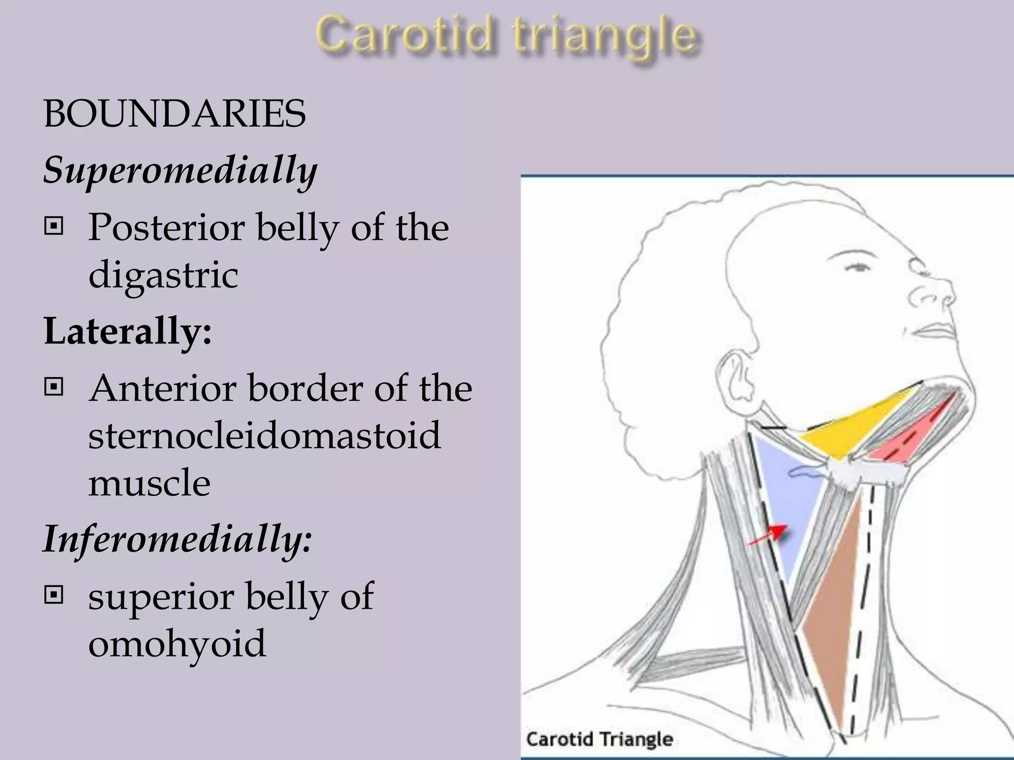 BOUNDARIES
Superomedially
 Posterior belly of the
digastric
Laterally:
 Anterior border of the
sternocleidomastoid
muscle
Inferomedially:
 superior belly of
omohyoid

 