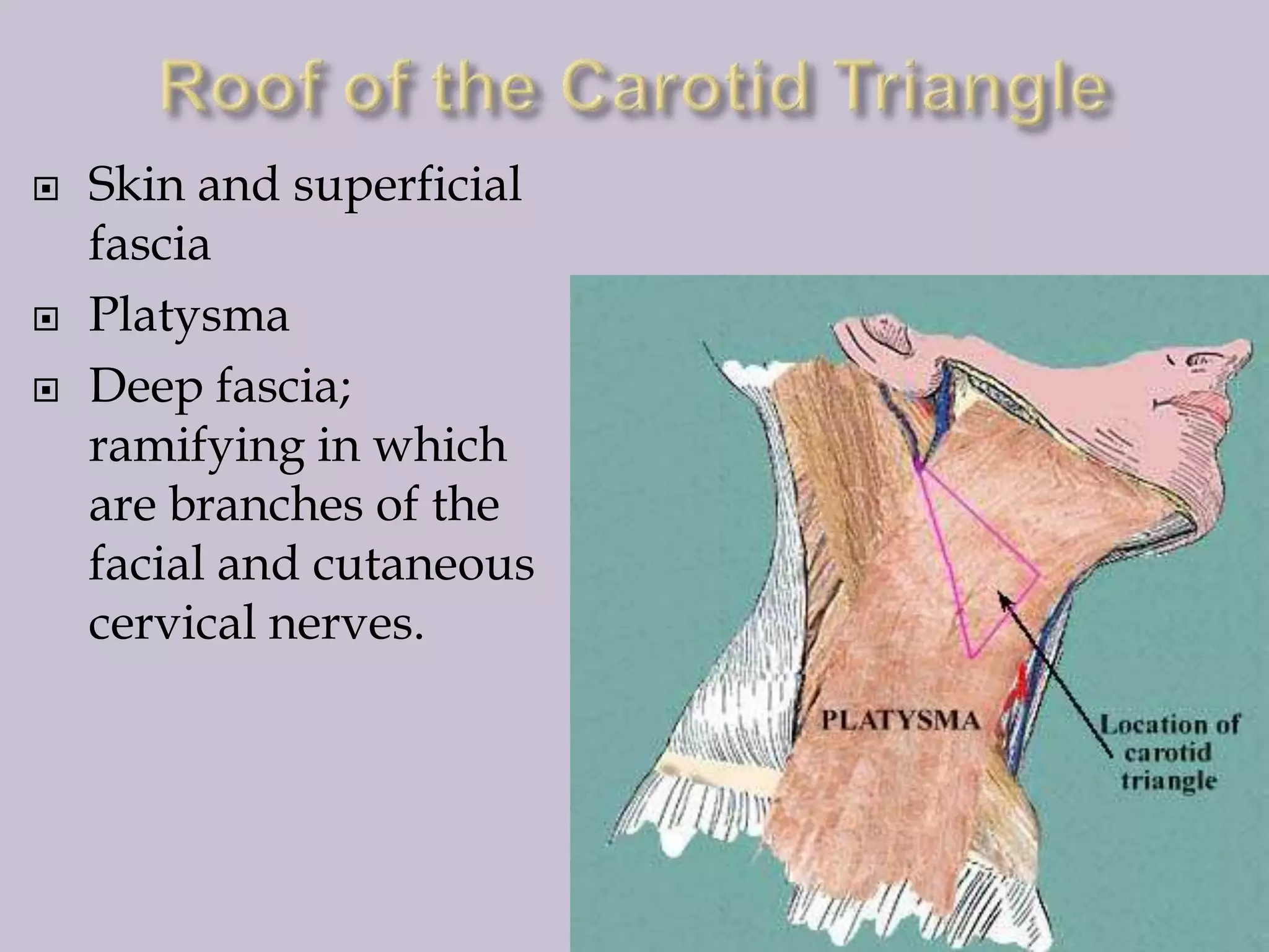 




Skin and superficial
fascia
Platysma
Deep fascia;
ramifying in which
are branches of the
facial and cutaneous
cervical nerves.

 