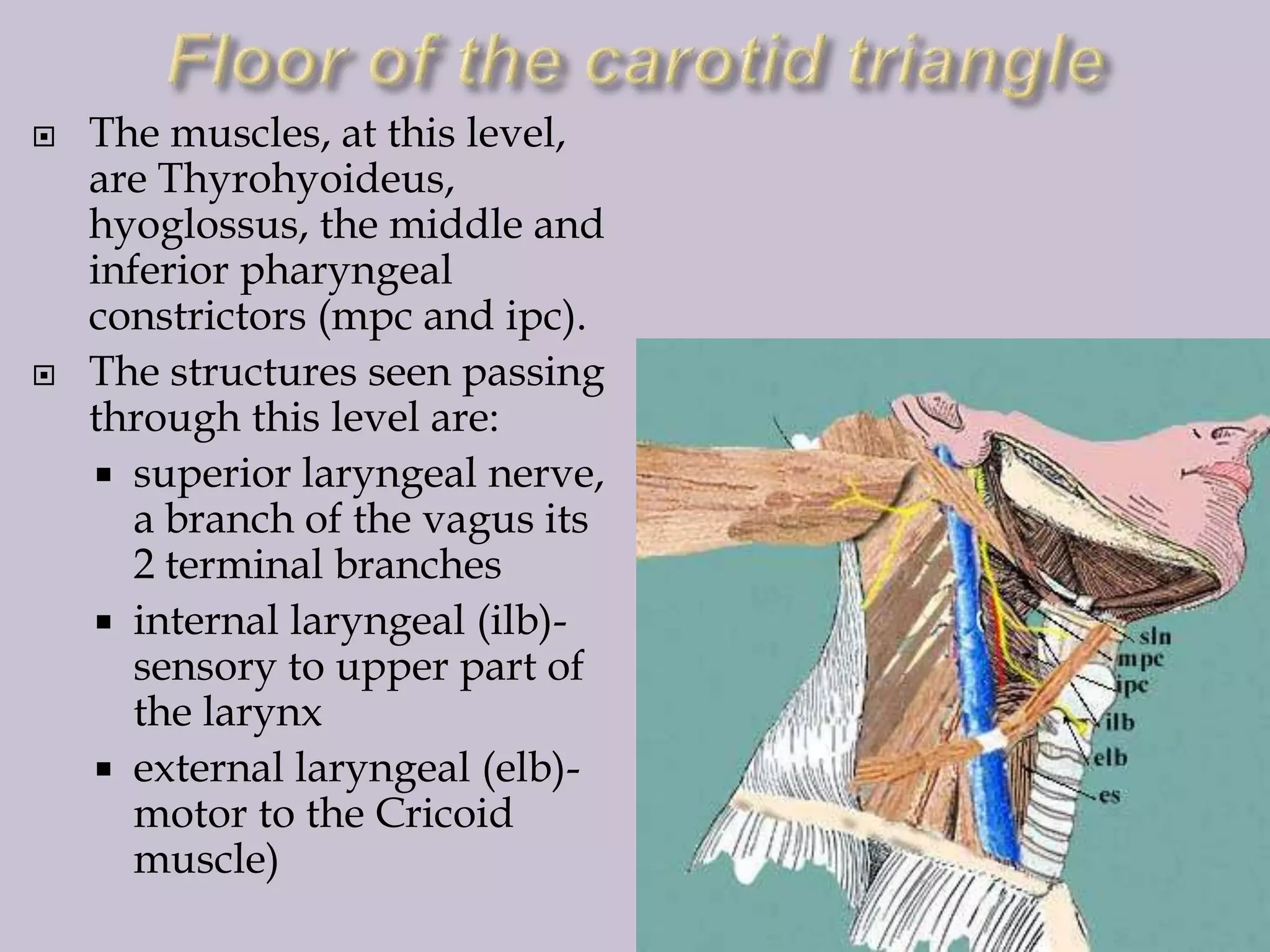 



The muscles, at this level,
are Thyrohyoideus,
hyoglossus, the middle and
inferior pharyngeal
constrictors (mpc and ipc).
The structures seen passing
through this level are:
 superior laryngeal nerve,
a branch of the vagus its
2 terminal branches
 internal laryngeal (ilb)sensory to upper part of
the larynx
 external laryngeal (elb)motor to the Cricoid
muscle)

 