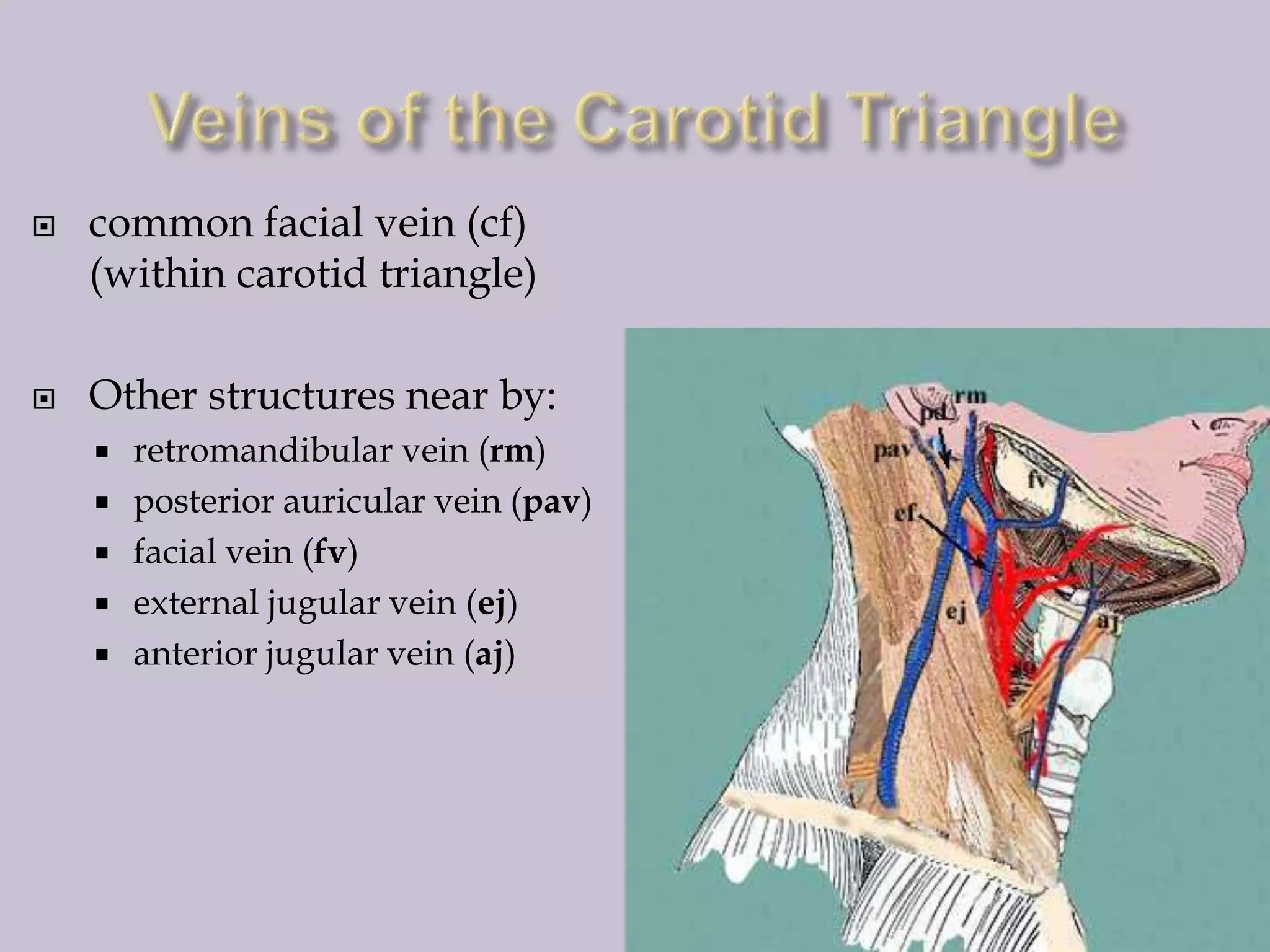 



common facial vein (cf)
(within carotid triangle)
Other structures near by:







retromandibular vein (rm)
posterior auricular vein (pav)
facial vein (fv)
external jugular vein (ej)
anterior jugular vein (aj)

 