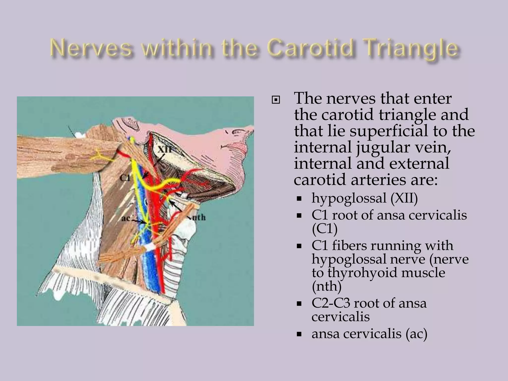 

The nerves that enter
the carotid triangle and
that lie superficial to the
internal jugular vein,
internal and external
carotid arteries are:








hypoglossal (XII)
C1 root of ansa cervicalis
(C1)
C1 fibers running with
hypoglossal nerve (nerve
to thyrohyoid muscle
(nth)
C2-C3 root of ansa
cervicalis
ansa cervicalis (ac)

 