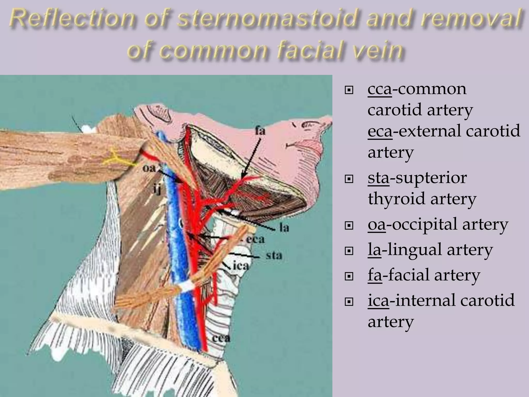 








cca-common
carotid artery
eca-external carotid
artery
sta-supterior
thyroid artery
oa-occipital artery
la-lingual artery
fa-facial artery
ica-internal carotid
artery

 