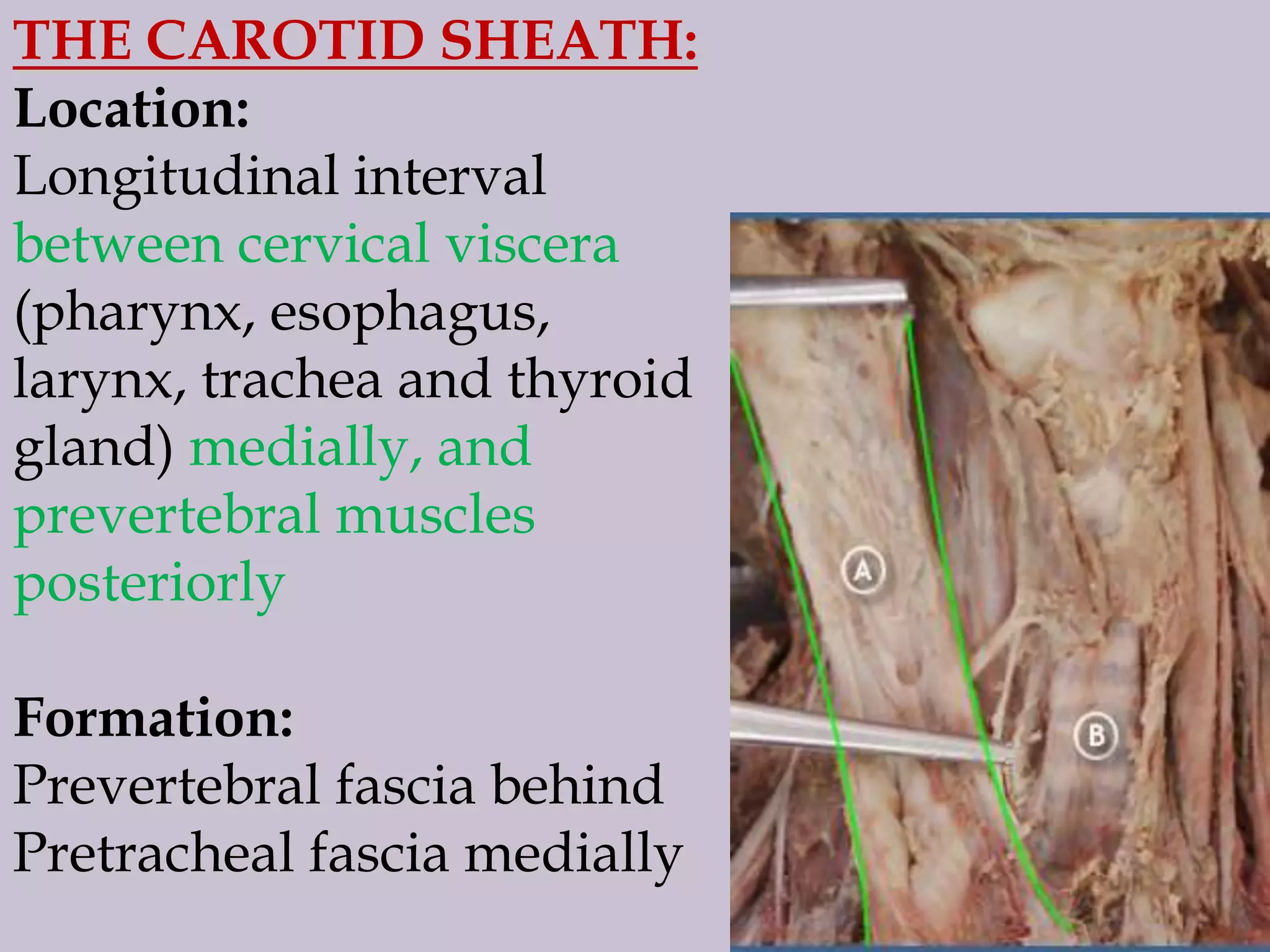 THE CAROTID SHEATH:
Location:
Longitudinal interval
between cervical viscera
(pharynx, esophagus,
larynx, trachea and thyroid
gland) medially, and
prevertebral muscles
posteriorly
Formation:
Prevertebral fascia behind
Pretracheal fascia medially

 