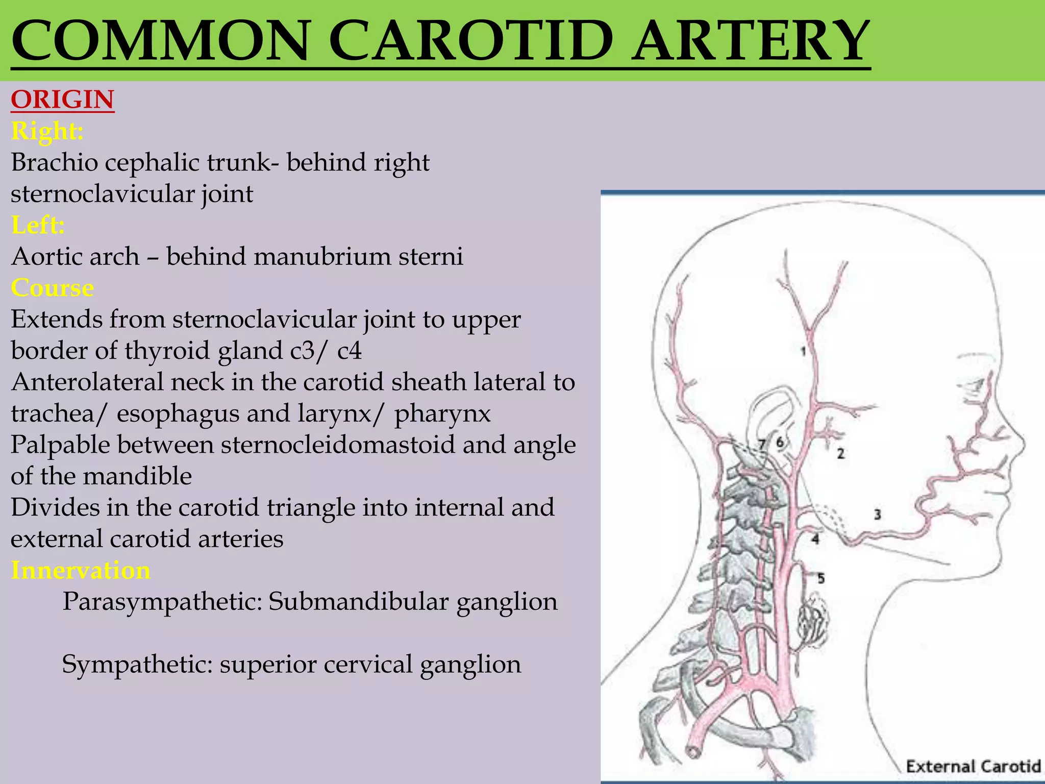 COMMON CAROTID ARTERY
ORIGIN
Right:
Brachio cephalic trunk- behind right
sternoclavicular joint
Left:
Aortic arch – behind manubrium sterni
Course
Extends from sternoclavicular joint to upper
border of thyroid gland c3/ c4
Anterolateral neck in the carotid sheath lateral to
trachea/ esophagus and larynx/ pharynx
Palpable between sternocleidomastoid and angle
of the mandible
Divides in the carotid triangle into internal and
external carotid arteries
Innervation
Parasympathetic: Submandibular ganglion
Sympathetic: superior cervical ganglion

 