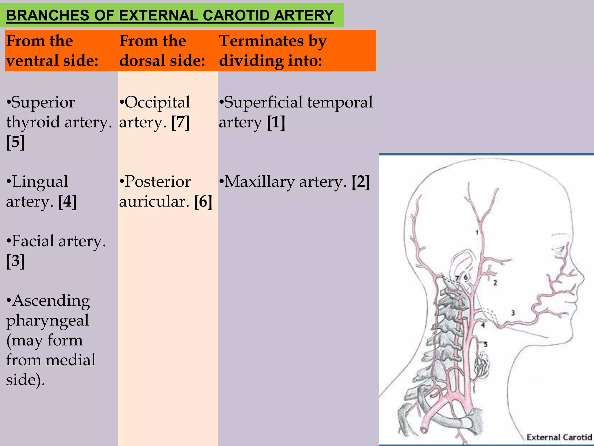 BRANCHES OF EXTERNAL CAROTID ARTERY

From the
ventral side:

From the
Terminates by
dorsal side: dividing into:

•Superior
•Occipital
thyroid artery. artery. [7]
[5]
•Lingual
artery. [4]
•Facial artery.
[3]
•Ascending
pharyngeal
(may form
from medial
side).

•Superficial temporal
artery [1]

•Posterior
•Maxillary artery. [2]
auricular. [6]

 