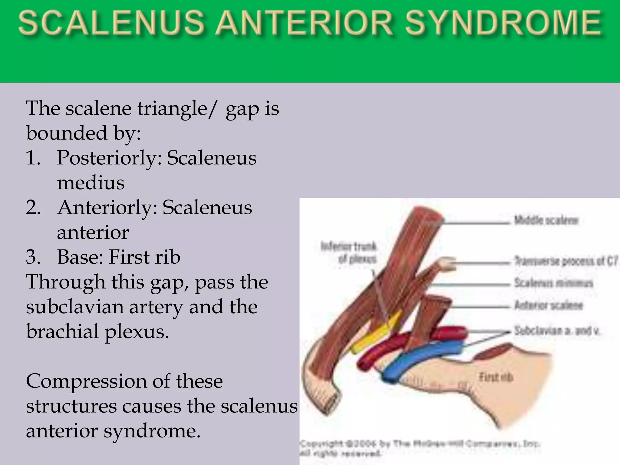 The scalene triangle/ gap is
bounded by:
1. Posteriorly: Scaleneus
medius
2. Anteriorly: Scaleneus
anterior
3. Base: First rib
Through this gap, pass the
subclavian artery and the
brachial plexus.
Compression of these
structures causes the scalenus
anterior syndrome.

 