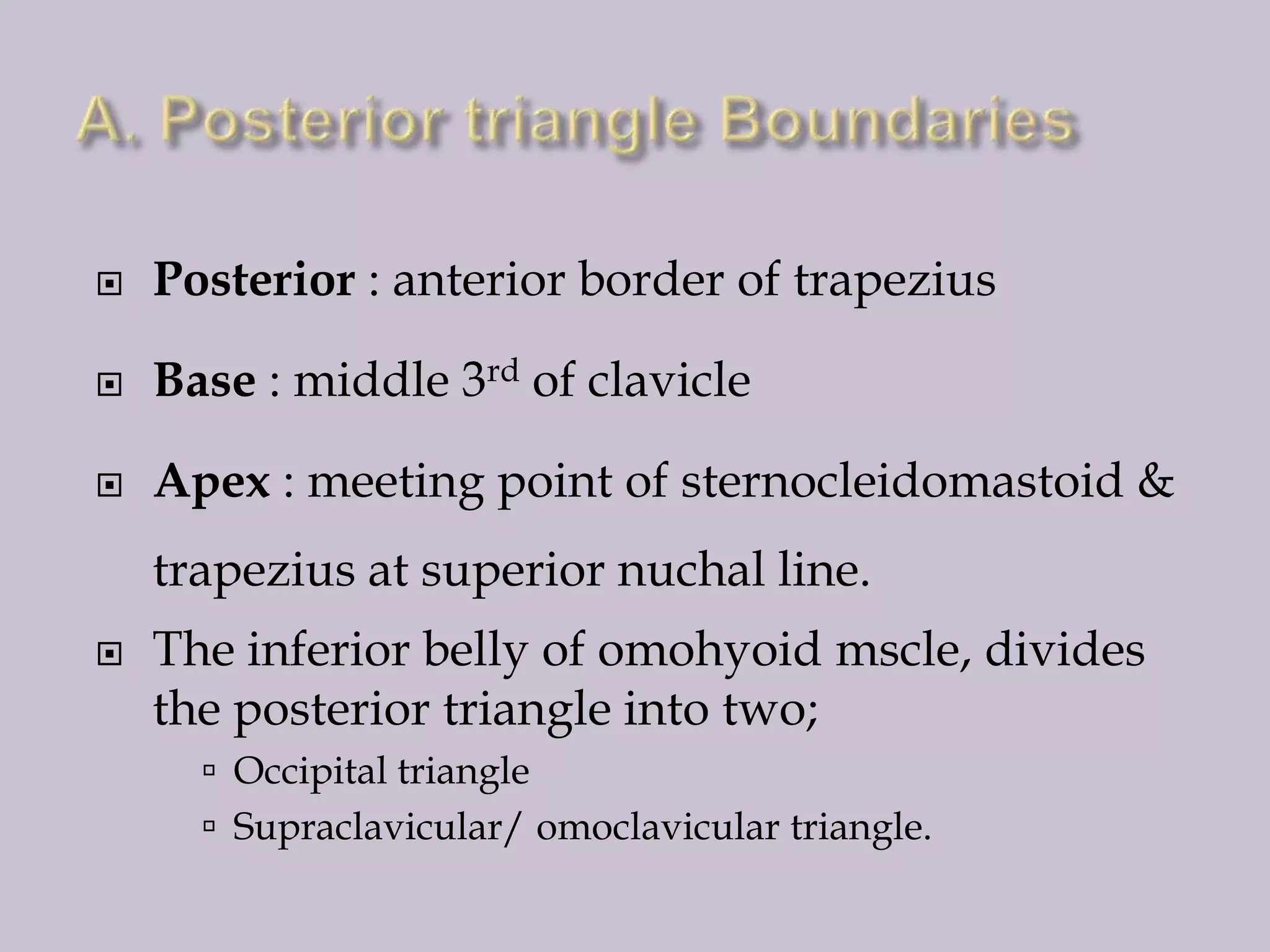 

Posterior : anterior border of trapezius



Base : middle 3rd of clavicle



Apex : meeting point of sternocleidomastoid &

trapezius at superior nuchal line.


The inferior belly of omohyoid mscle, divides
the posterior triangle into two;
 Occipital triangle
 Supraclavicular/ omoclavicular triangle.

 