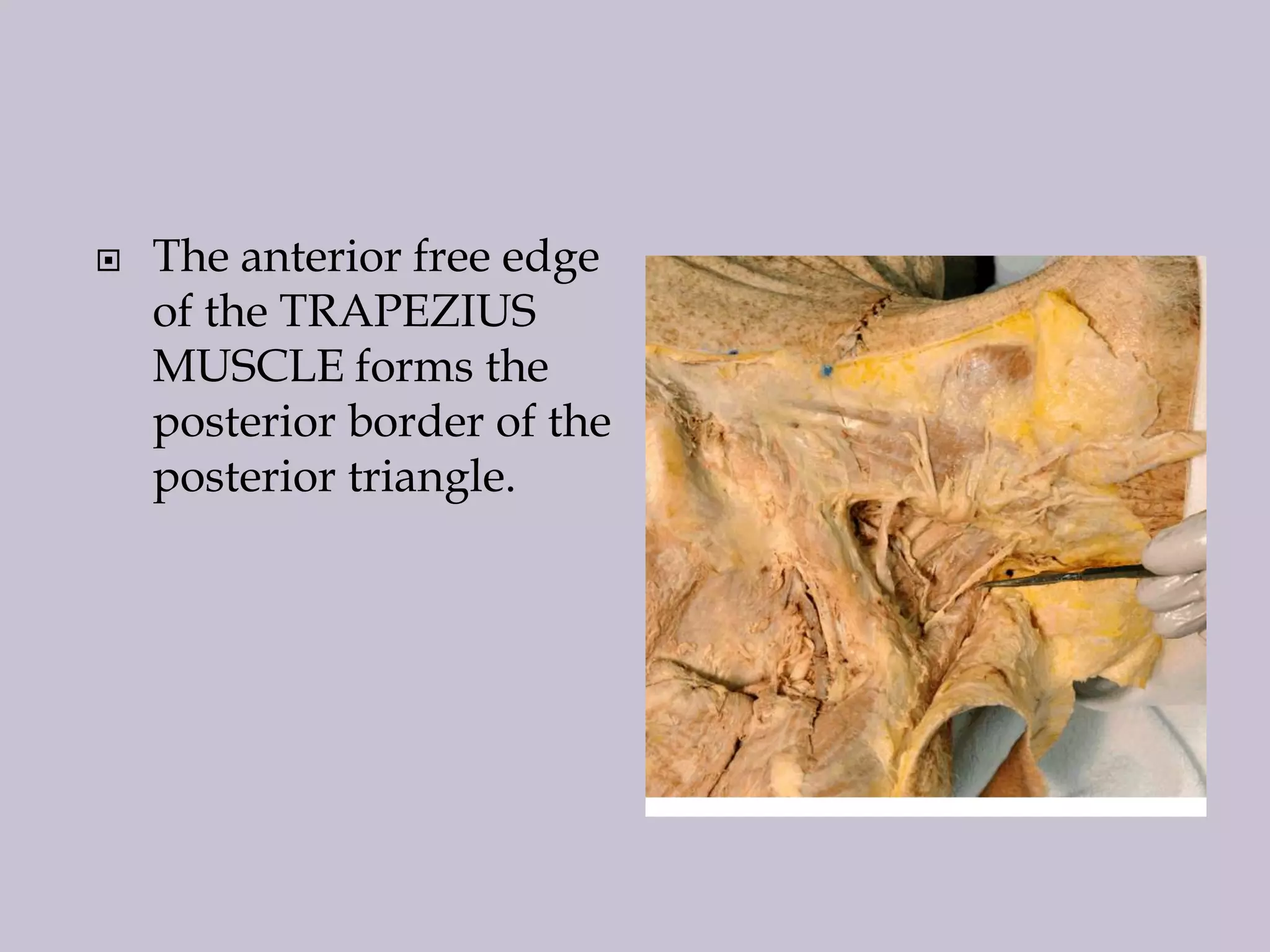 

The anterior free edge
of the TRAPEZIUS
MUSCLE forms the
posterior border of the
posterior triangle.

 
