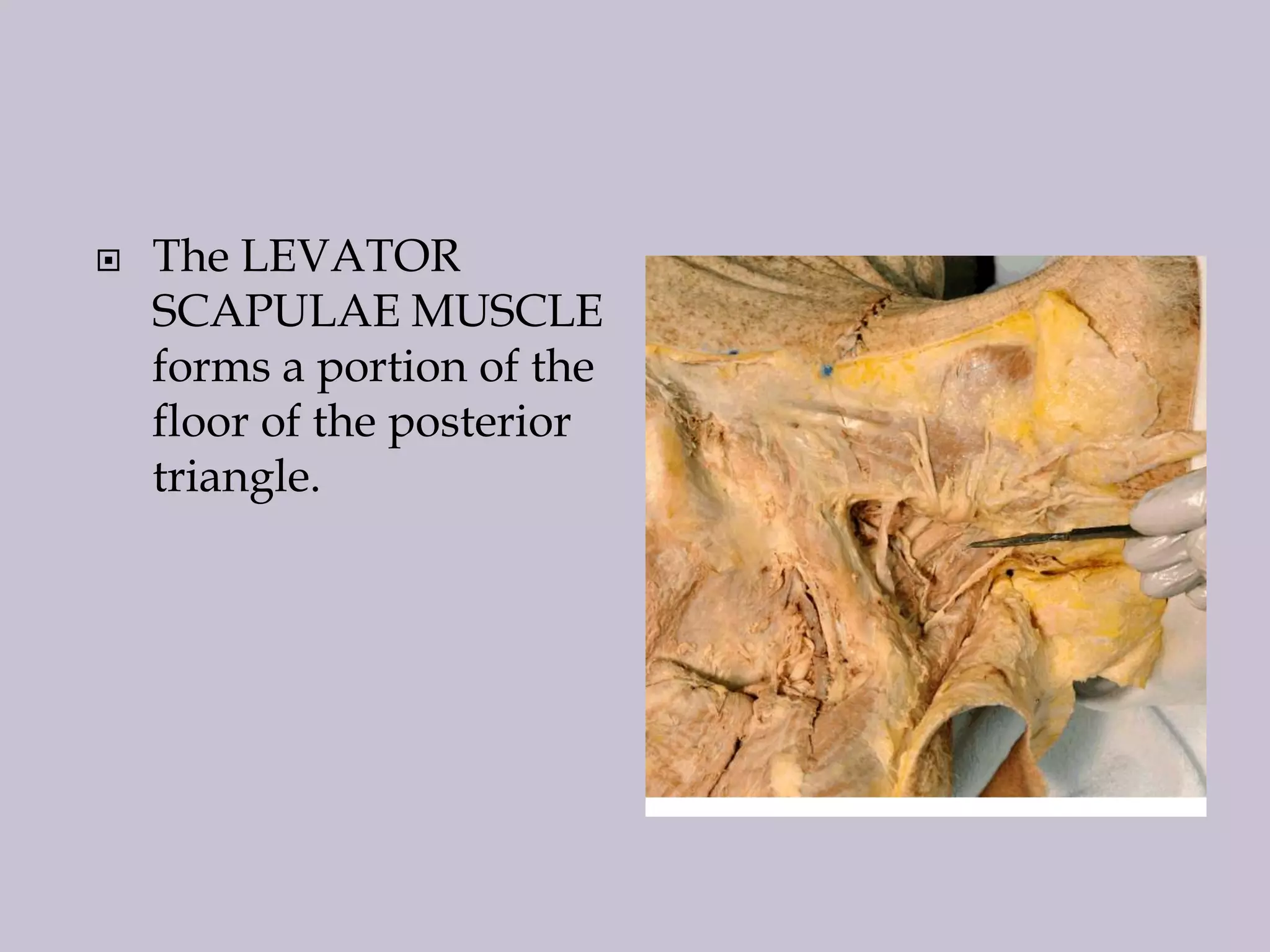 

The LEVATOR
SCAPULAE MUSCLE
forms a portion of the
floor of the posterior
triangle.

 