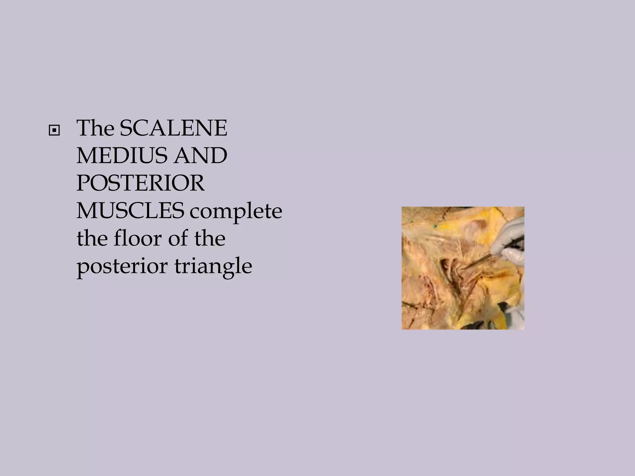 

The SCALENE
MEDIUS AND
POSTERIOR
MUSCLES complete
the floor of the
posterior triangle

 