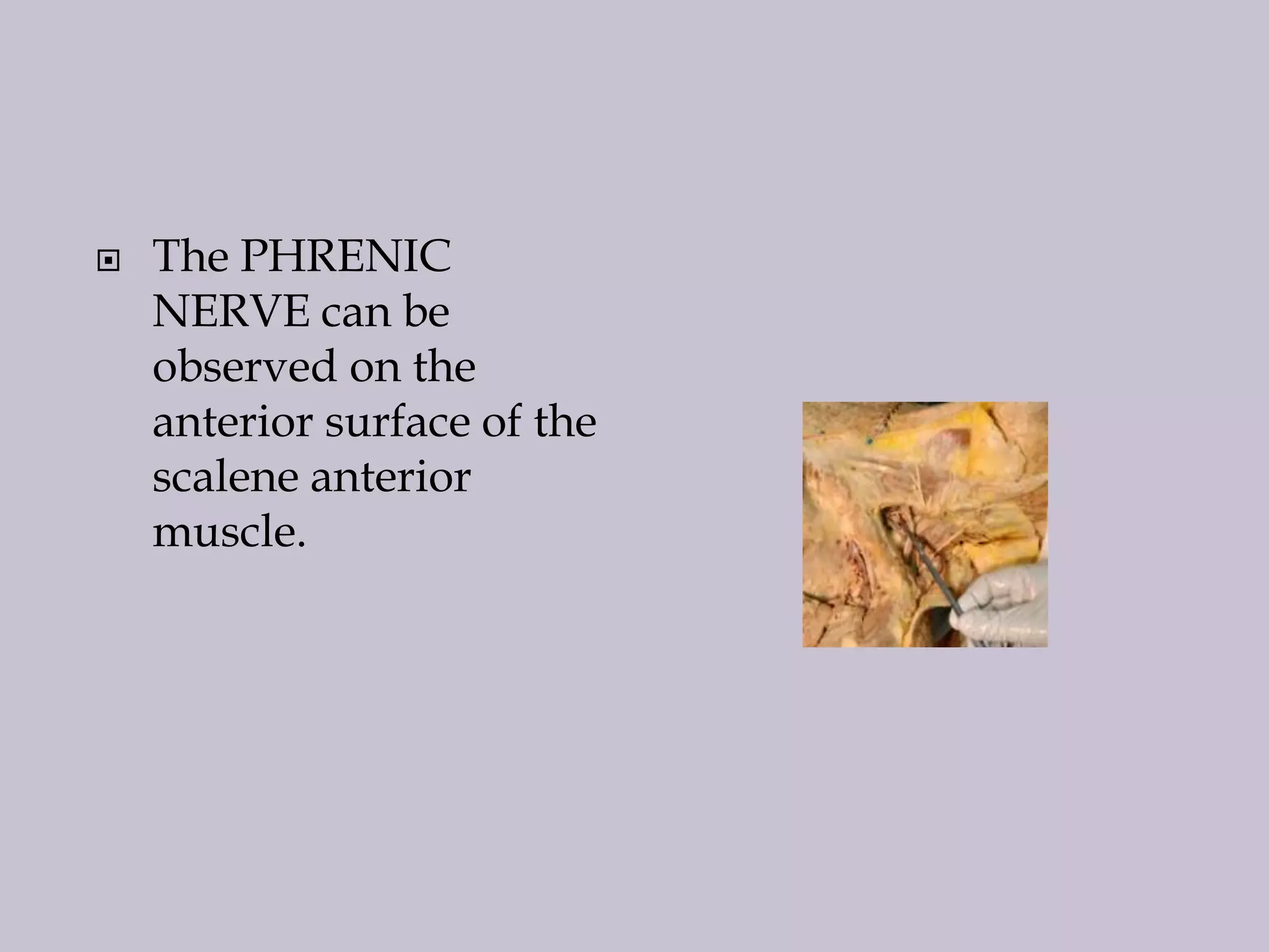 

The PHRENIC
NERVE can be
observed on the
anterior surface of the
scalene anterior
muscle.

 
