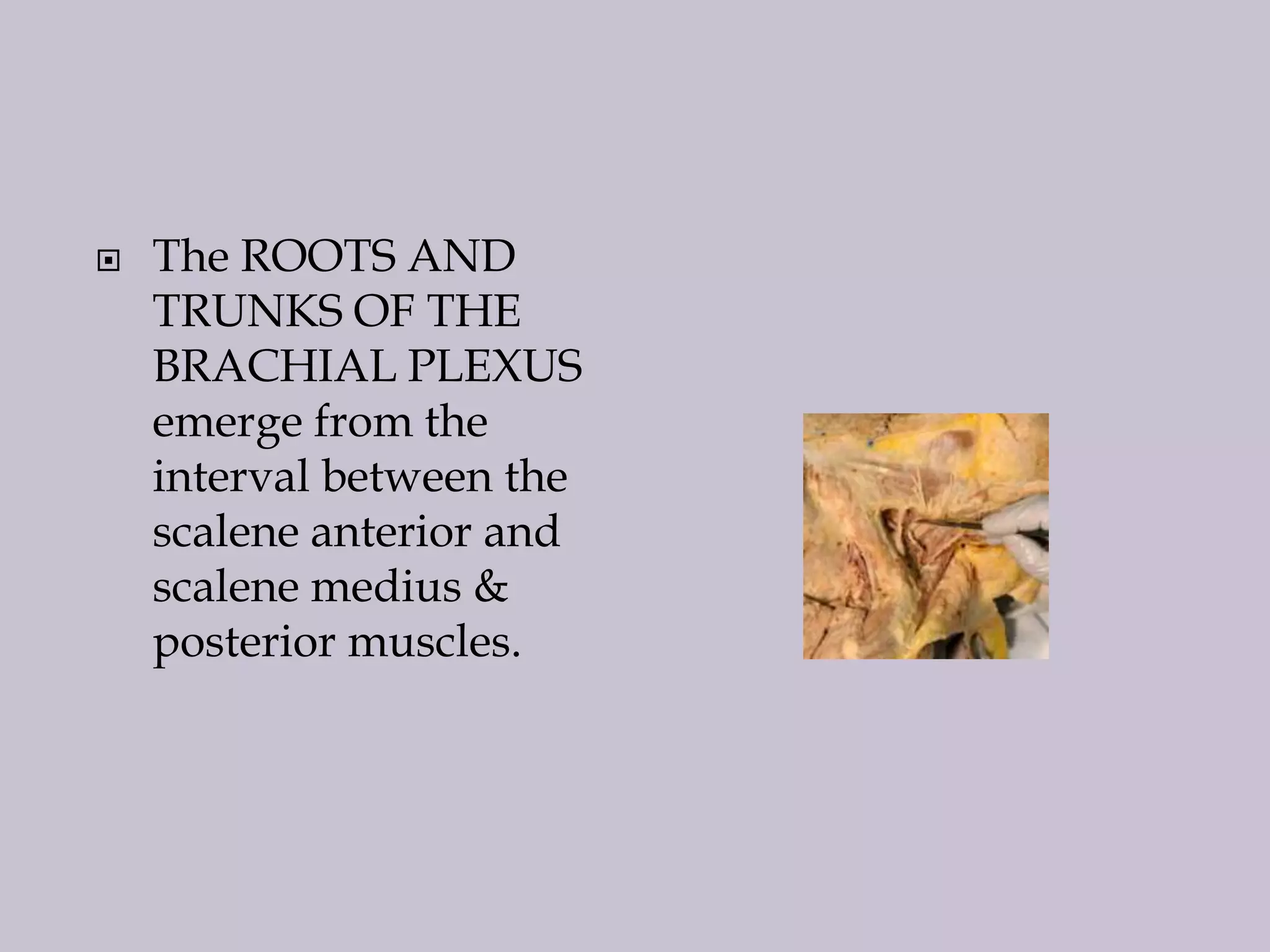 

The ROOTS AND
TRUNKS OF THE
BRACHIAL PLEXUS
emerge from the
interval between the
scalene anterior and
scalene medius &
posterior muscles.

 