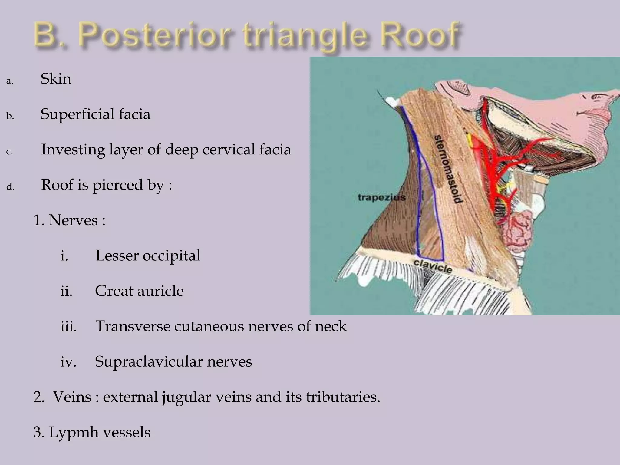 a.

Skin

b.

Superficial facia

c.

Investing layer of deep cervical facia

d.

Roof is pierced by :
1. Nerves :
i.

Lesser occipital

ii.

Great auricle

iii.

Transverse cutaneous nerves of neck

iv.

Supraclavicular nerves

2. Veins : external jugular veins and its tributaries.
3. Lypmh vessels

 