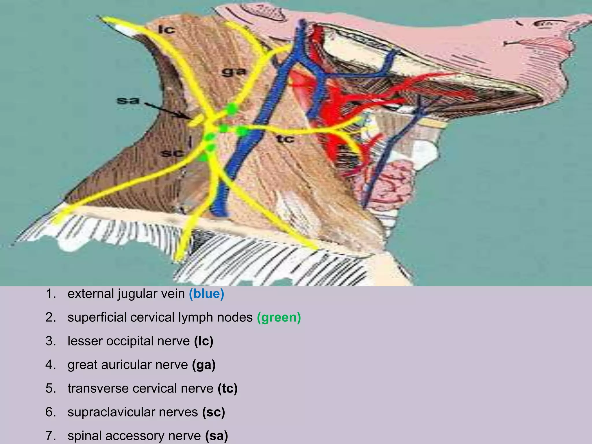 1. external jugular vein (blue)
2. superficial cervical lymph nodes (green)
3. lesser occipital nerve (lc)
4. great auricular nerve (ga)
5. transverse cervical nerve (tc)

6. supraclavicular nerves (sc)
7. spinal accessory nerve (sa)

 