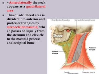 



•Anterolaterally the neck
appears as a quadrilateral
area
This quadrilateral area is
divided into anterior and
posterior triangles by
sternocleidomastoid, whi
ch passes obliquely from
the sternum and clavicle
to the mastoid process
and occipital bone.

 