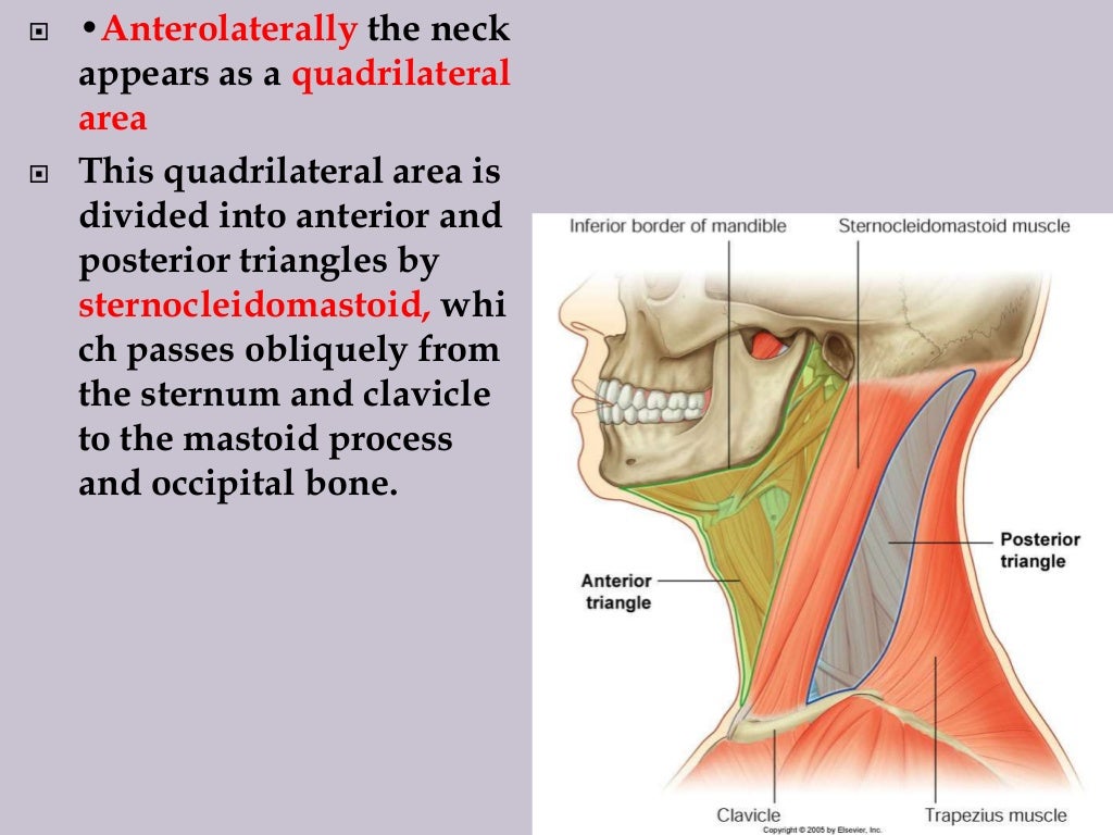 14.triangles of the neck and root of the
