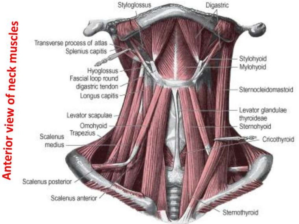 14.triangles of the neck and root of the