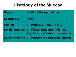 Histology of the Mucosa
Organ

Folds of the epithelium

Esophagus

none

Stomach

L: Rugae, S: gastric pits

Small Intestine L: Plicae circulares, Villi S:
Crypts of Lieberkuhn, microvilli
Large Intestine L: Haustra S: Intestinal glands

 
