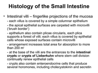 Histology of the Small Intestine
• Intestinal villi – fingerlike projections of the mucosa
- each villus is covered by a simple columnar epithelium
- the apical epithelial surfaces are carpeted with microvilli
(‘brush border’)
- epithelium also contain plicae circularis, each plica
supports a forest of villi; each villus is covered by epithelial
cells whose exposed surfaces contain microvilli
- arrangement increases total area for absorption to more
than 200 m2
- at the base of the villi are the entrances to the intestinal
crypts or crypts of Lieberkuhn where stem cell division
continually renew epithelial cells
- crypts also contain enteroendocrine cells that produce
several horomones, including cholecystokinin and secretin

 
