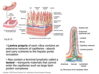 Fig 25.15

• Lamina propria of each villus contains an
extensive network of capillaries - absorb
and carry nutrients to the hepatic portal
circulation
• Also contain a terminal lymphatic called a
lacteal – transports materials that cannot
enter the capillaries such as large lipidprotein complexes
Copyright © 2009 Pearson Education, Inc., publishing as Pearson Benjamin Cummings

 