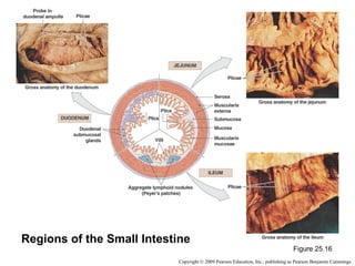 Regions of the Small Intestine

Figure 25.16

Copyright © 2009 Pearson Education, Inc., publishing as Pearson Benjamin Cummings

 