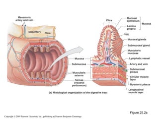 Figure 25.2a
Copyright © 2009 Pearson Education, Inc., publishing as Pearson Benjamin Cummings

 