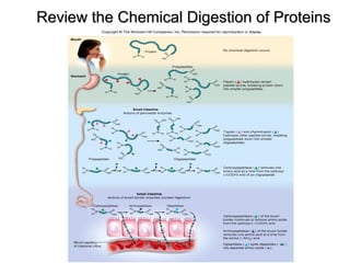 Review the Chemical Digestion of Proteins

 
