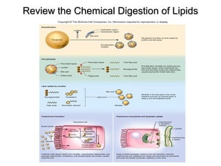 Review the Chemical Digestion of Lipids

 