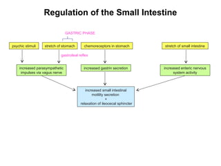 Regulation of the Small Intestine
GASTRIC PHASE
psychic stimuli

stretch of stomach

chemoreceptors in stomach

stretch of small intestine

gastroileal reflex
increased parasympathetic
impulses via vagus nerve

increased gastrin secretion

increased small intestinal
motility secretion
+
relaxation of ileocecal sphincter

increased enteric nervous
system activity

 