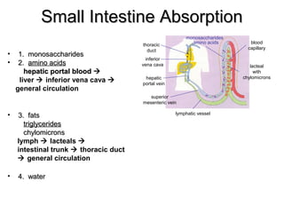 Small Intestine Absorption
•
•

1. monosaccharides
2. amino acids
hepatic portal blood 
liver  inferior vena cava 
general circulation

monosaccharides
amino acids

thoracic
duct
inferior
vena cava

lacteal
with
chylomicrons

hepatic
portal vein
superior
mesenteric vein

•

3. fats
triglycerides
chylomicrons
lymph  lacteals 
intestinal trunk  thoracic duct
 general circulation

•

4. water

blood
capillary

lymphatic vessel

 